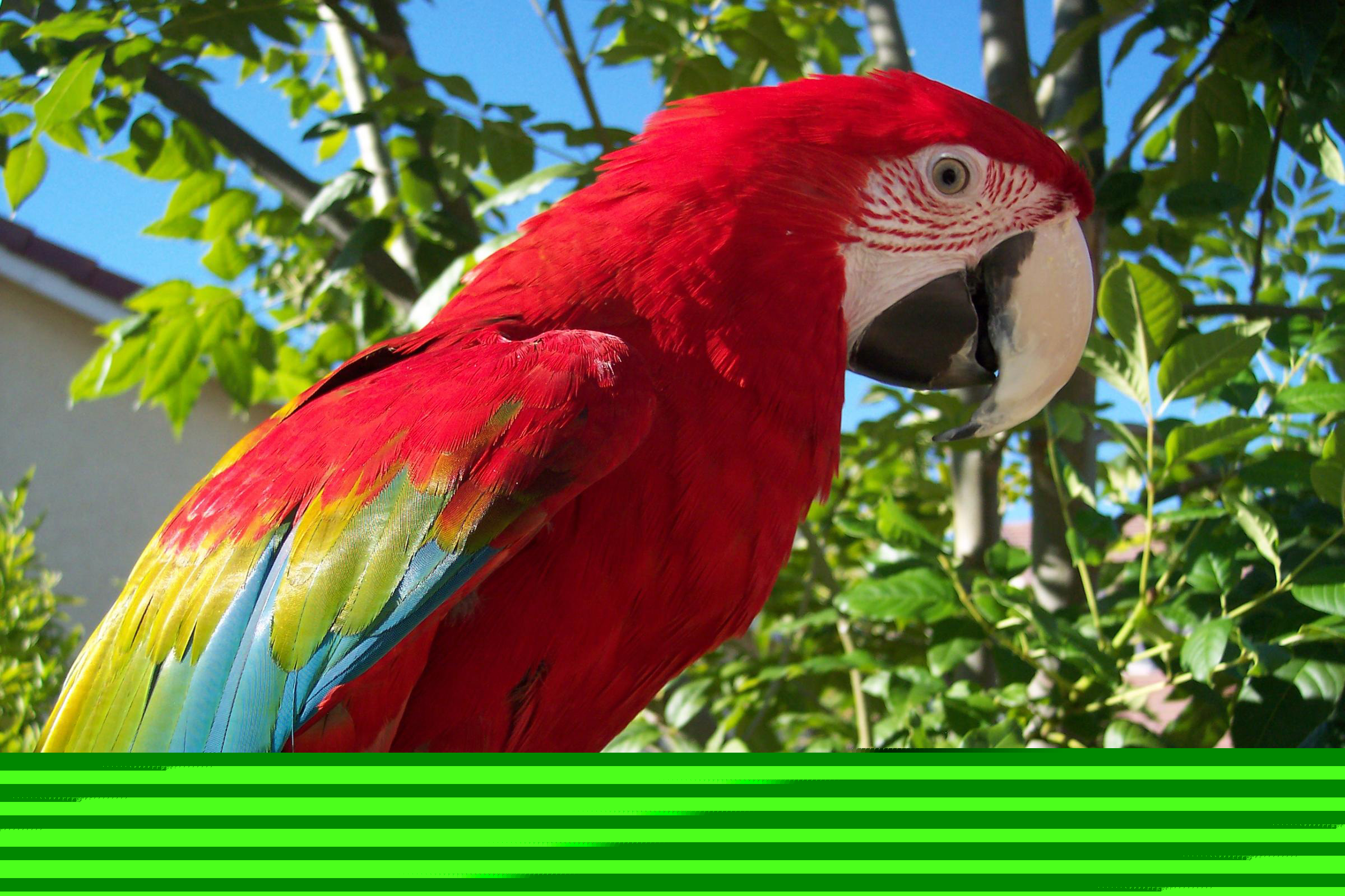 attractive macaw parrots hd nice wallpapers attractive macaw parrots hd nice wallpapers