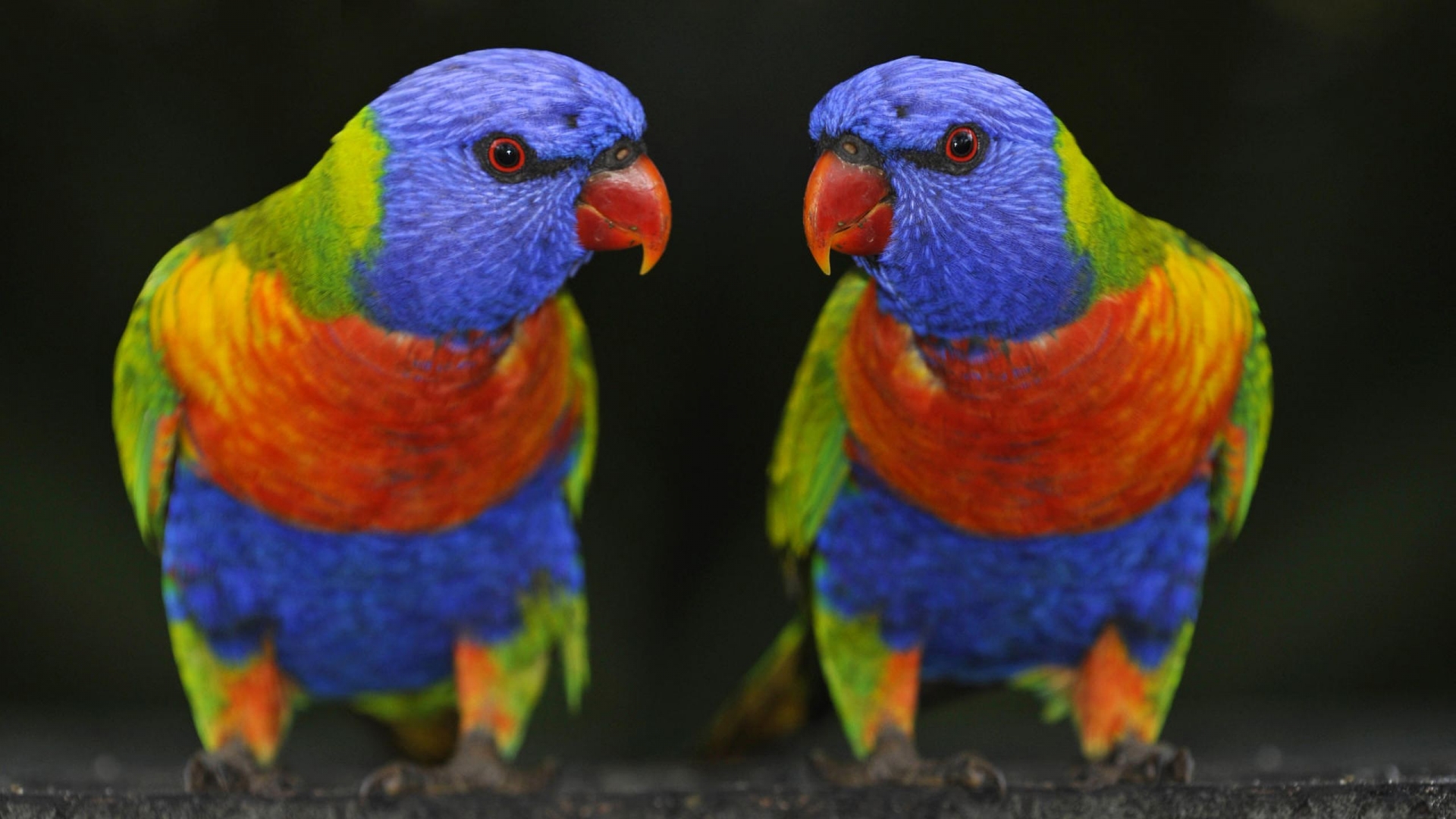 download full hd colorful parrots with red beak wallpaper download full hd colorful parrots with red beak wallpaper