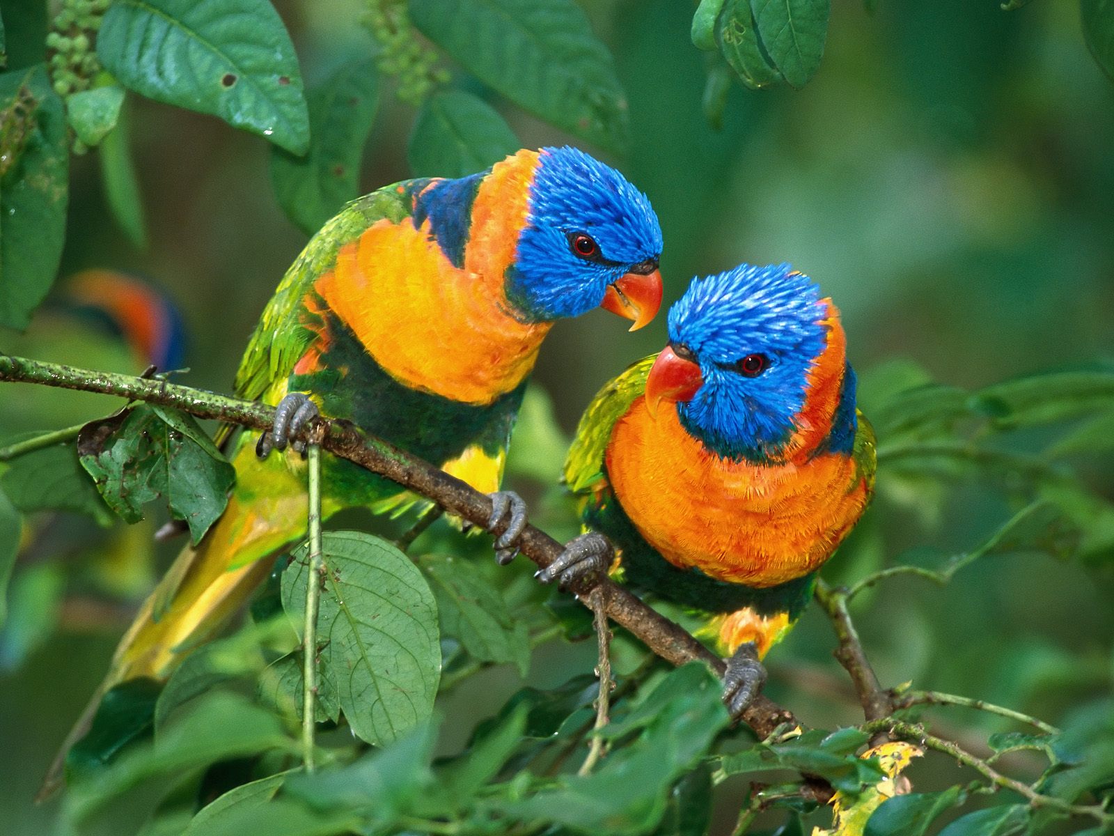 download hd cute 3d wallpaper parrots download download hd cute 3d wallpaper parrots download
