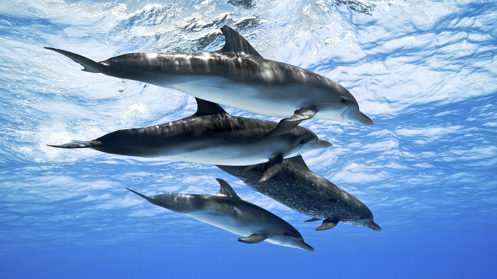 wallpaper of dolphin fish
