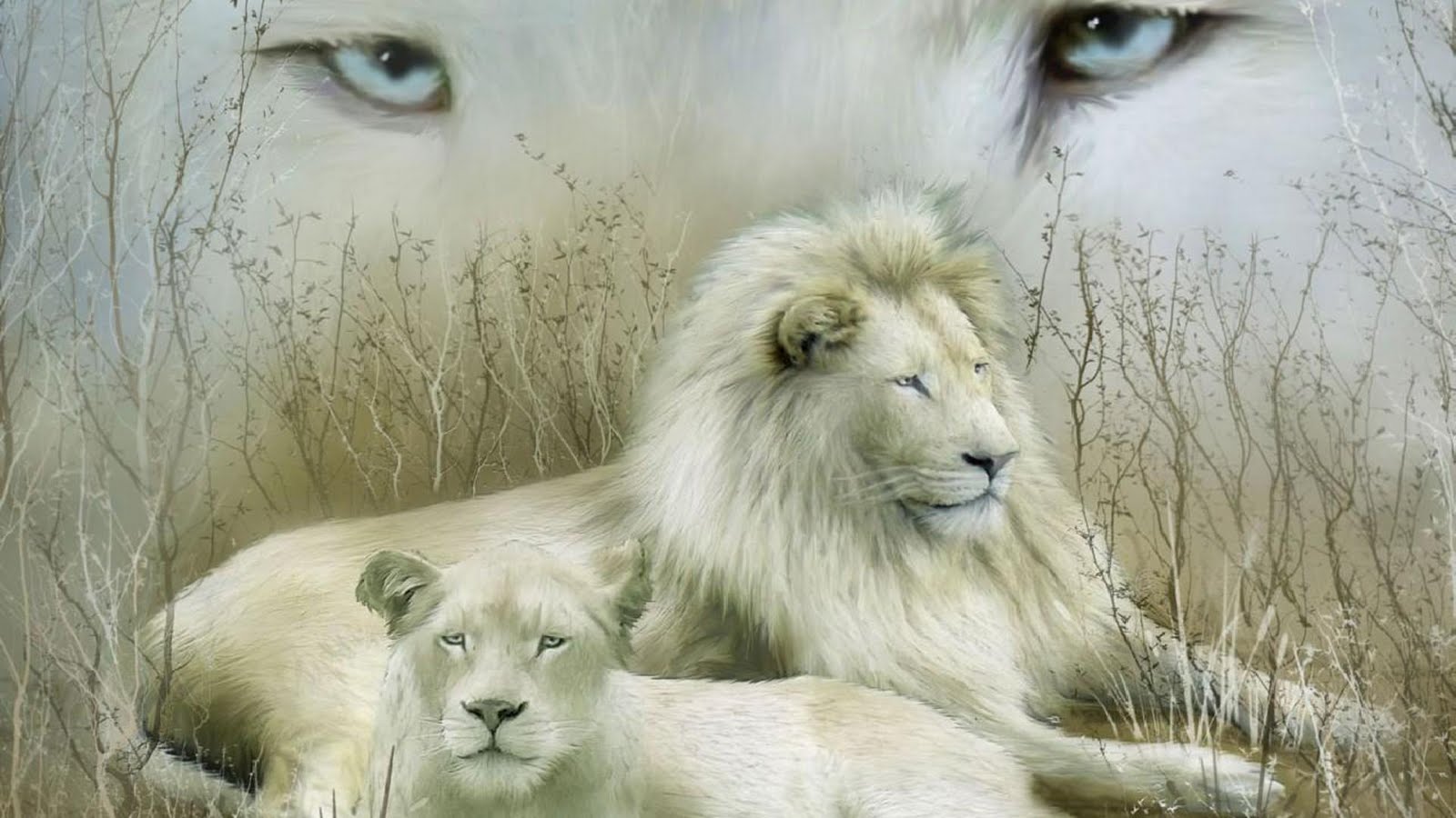 fantastic male female lion hd pictures wallpapers