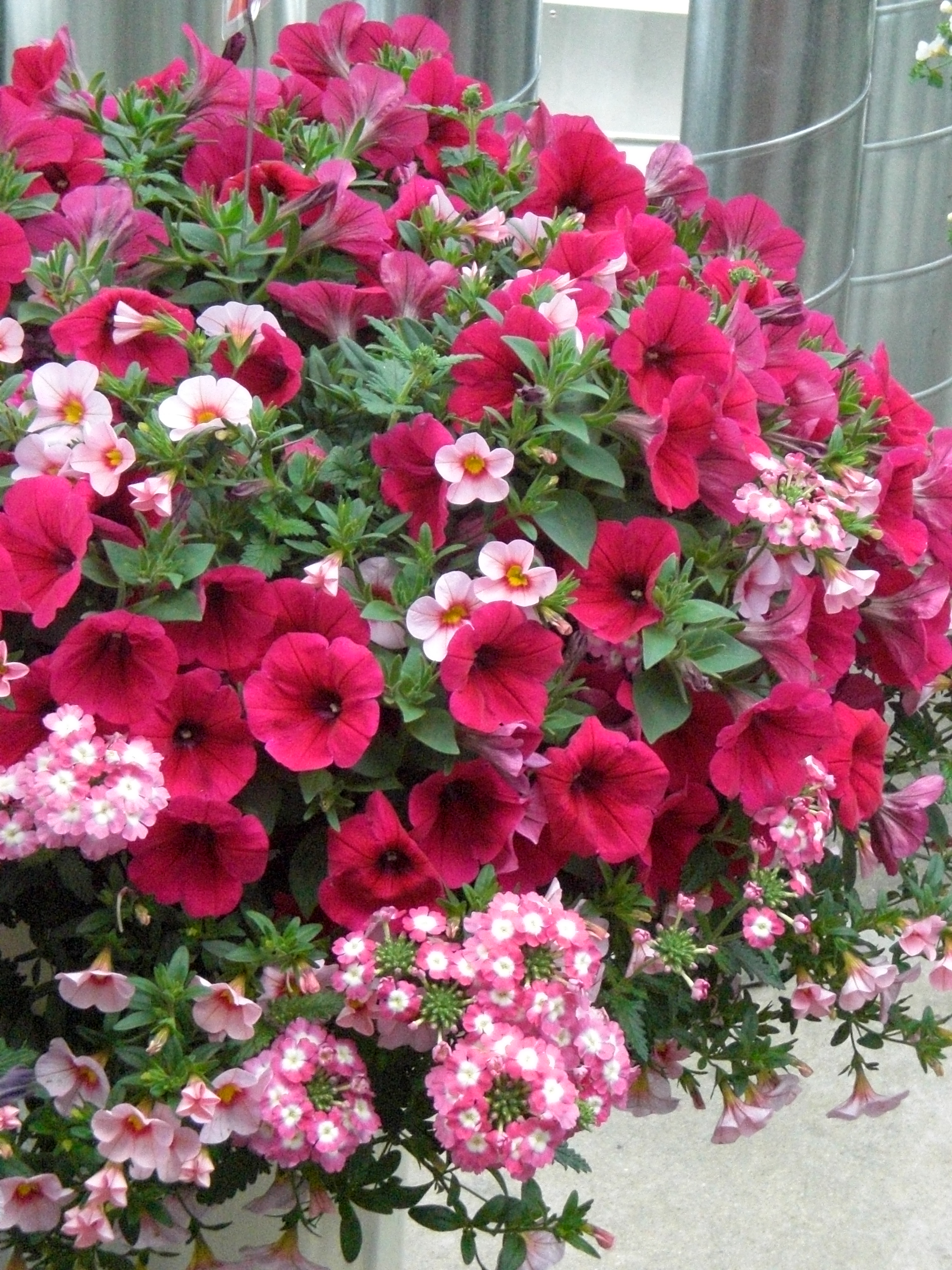 attractive busy lizzie flower boquet pics