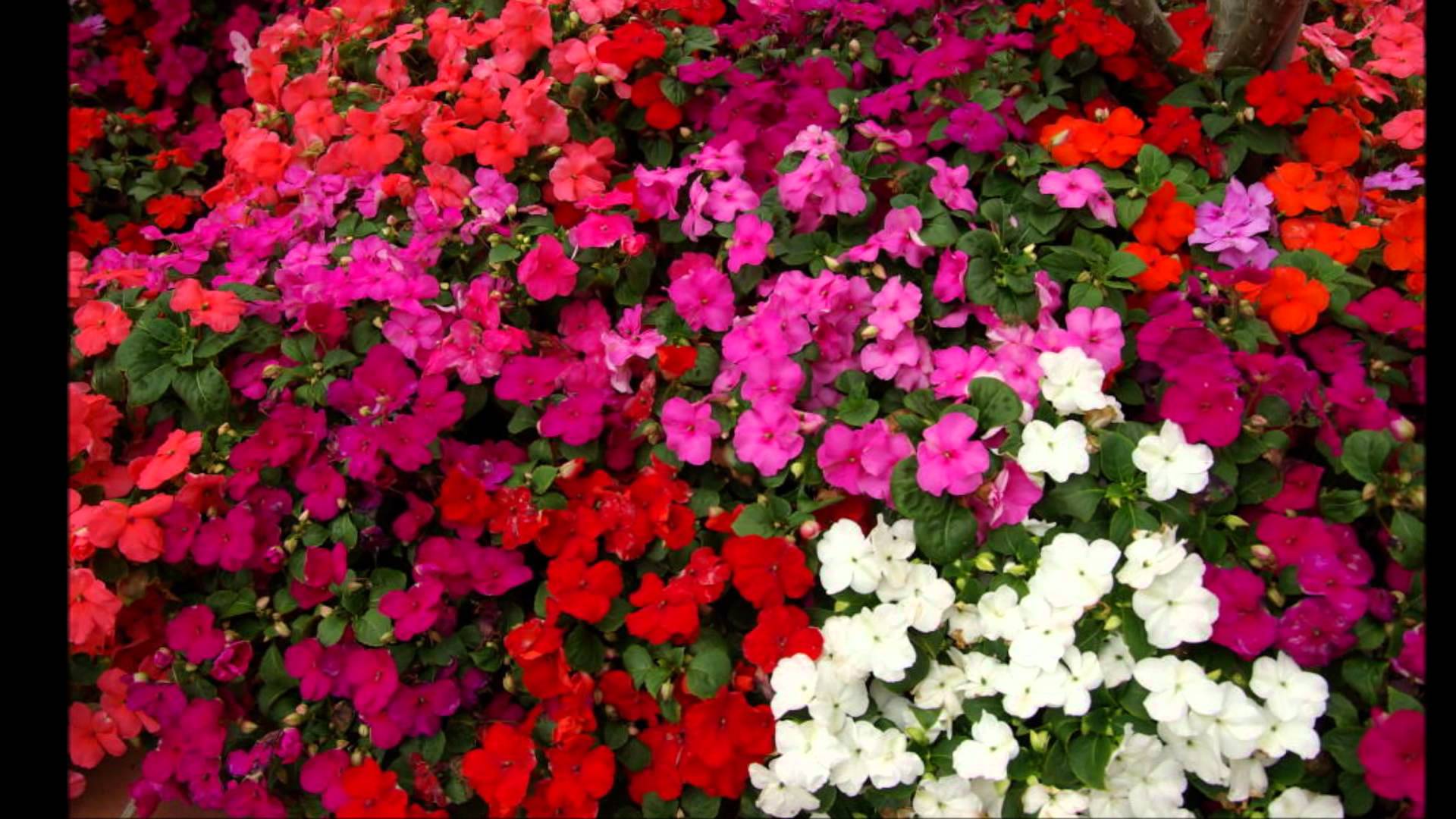 beautiful flower pink background photography dpwnload
