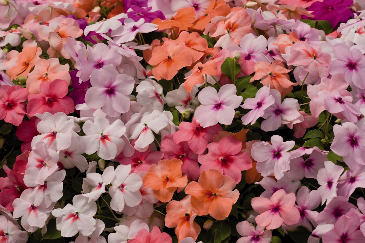 beautiful lizzie flowers desktop backgrounds walpaper download