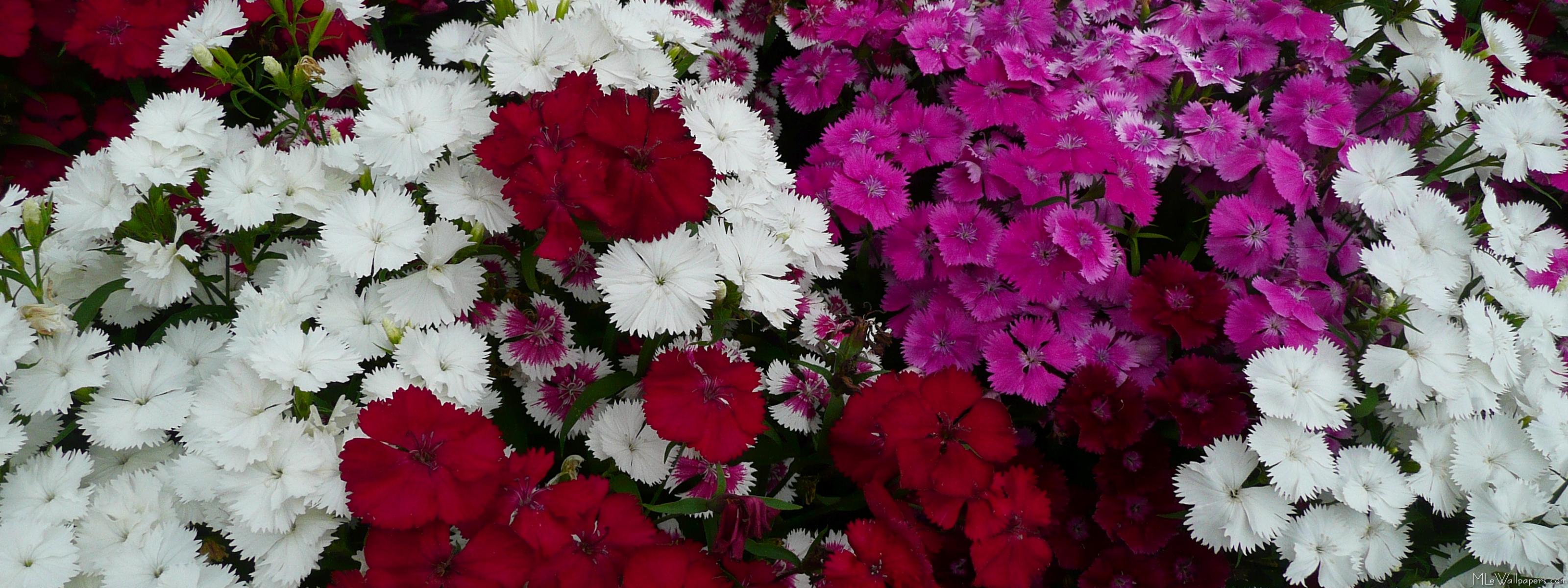 colorful flowers gorgeou lizzies hd free images download