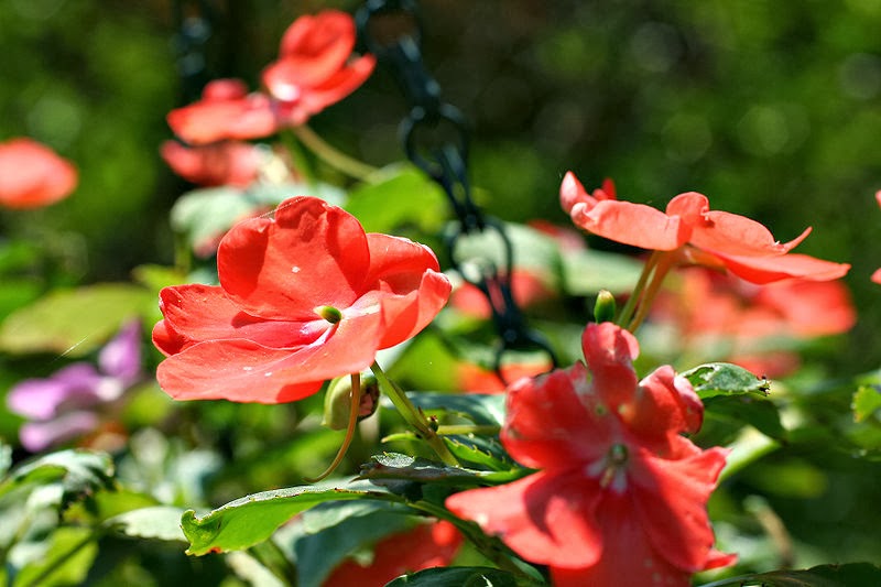 cool busy lizzies flower desktop background wallpaper