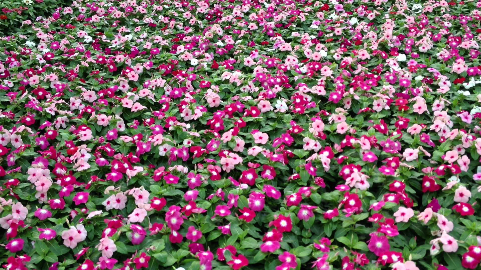 pretty flowers lizzies wallpaper free pics