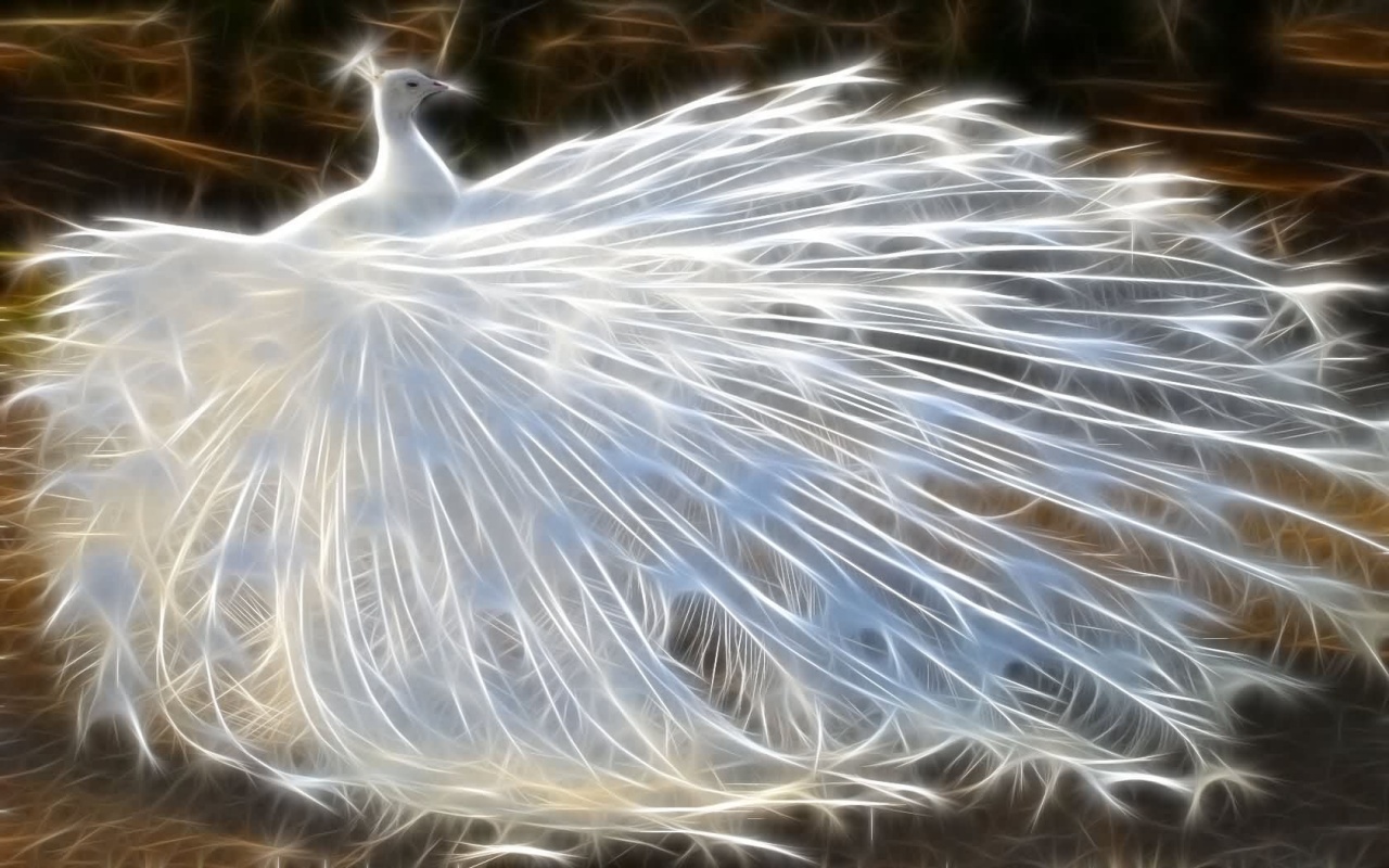 3D white peacock hd wallpaper free download