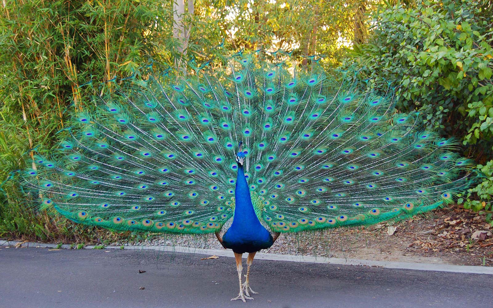 beautiful peacock feather birds images download wallpaper