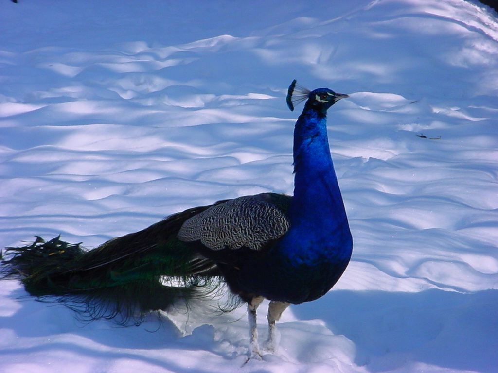 peacock hd desktop background wallpaper download
