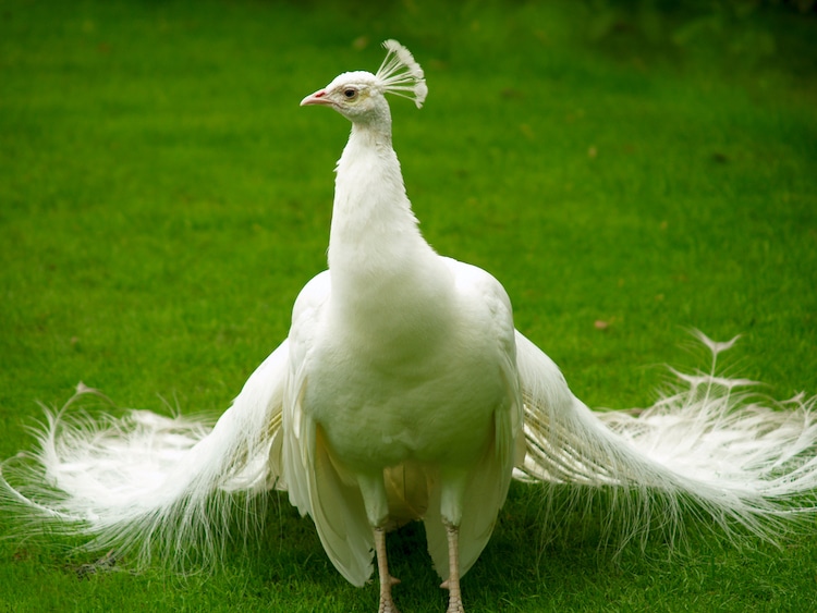 white peacock hd wallpaper free download
