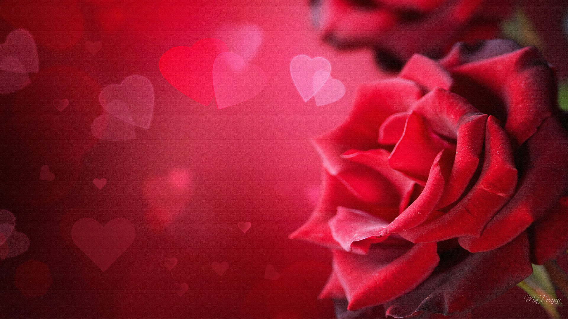 hd 3d pleasant love rose wallpaper free