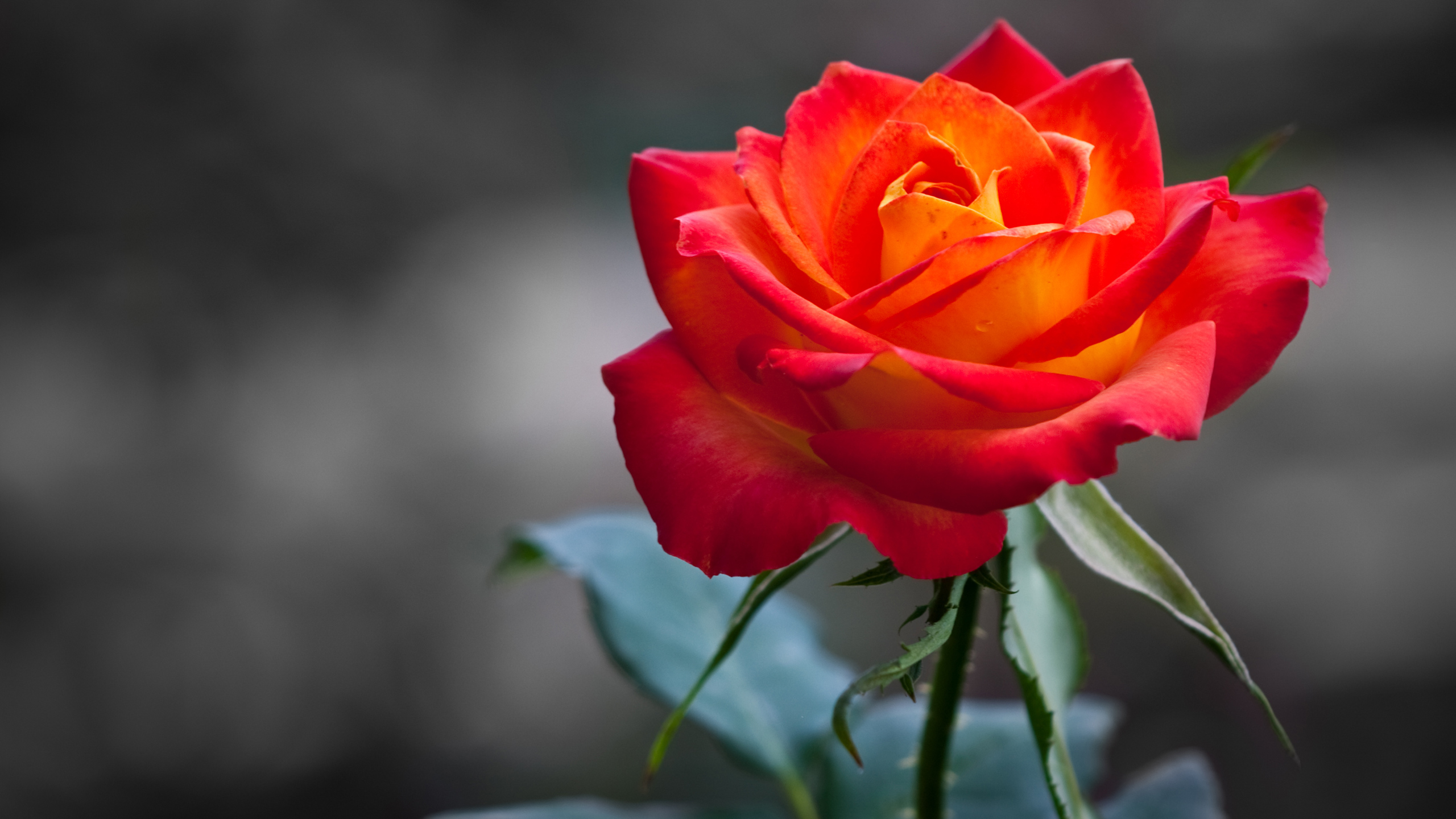 mobile hd 3d love rose wallpaper