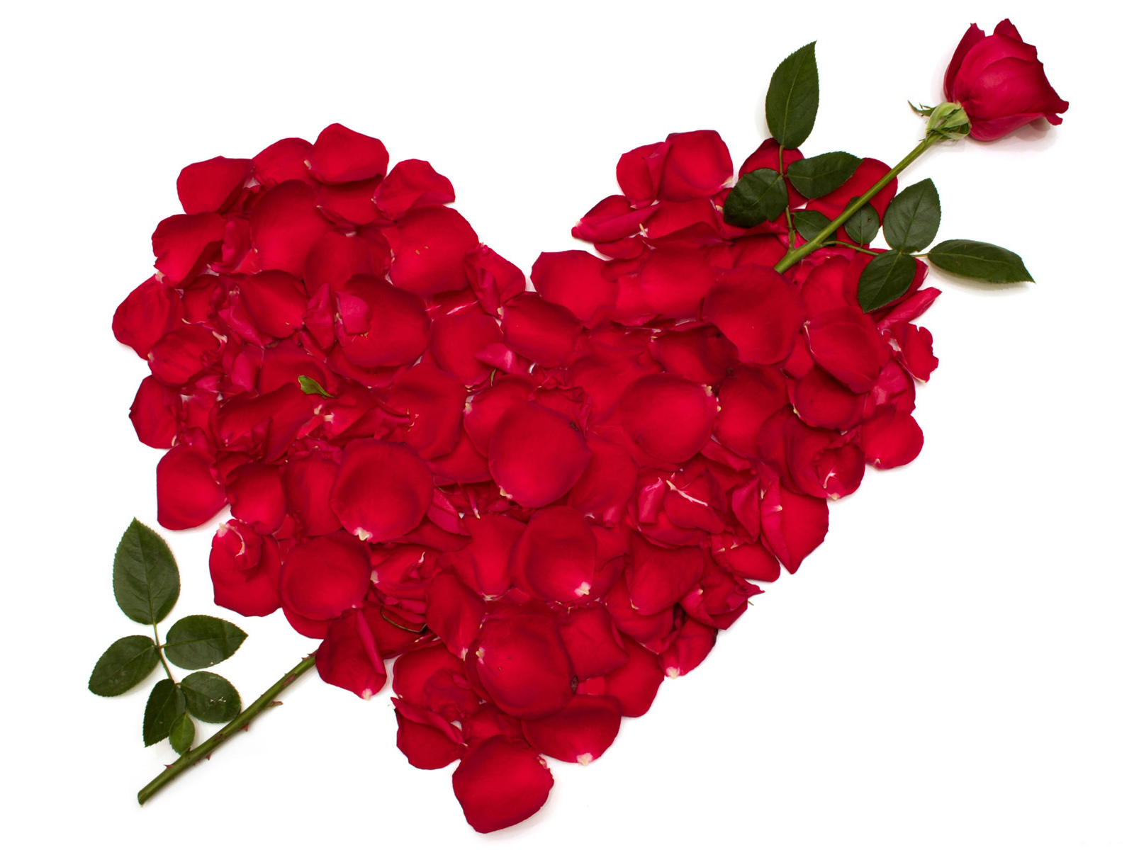 mobile hd wallpaper rose with love