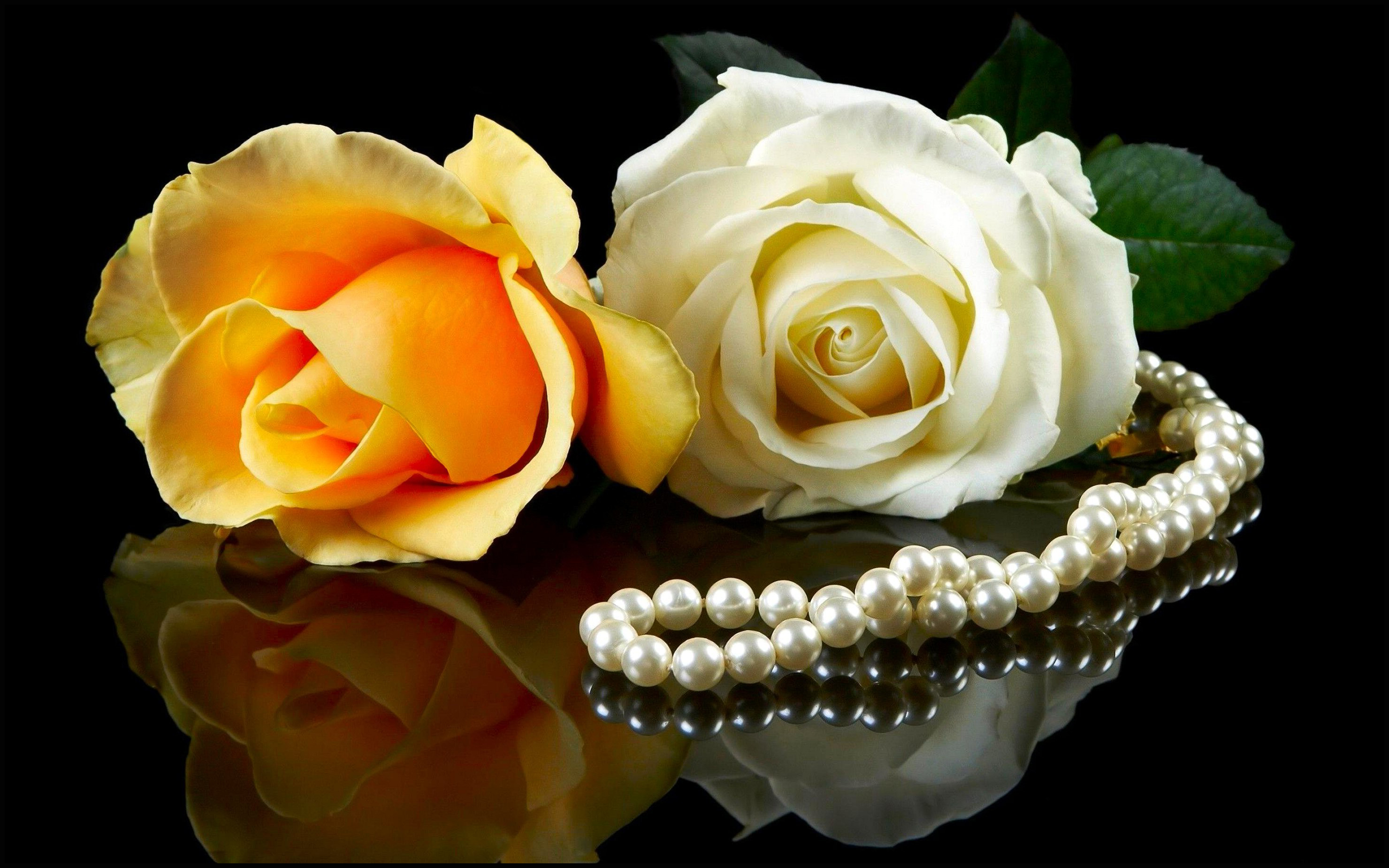 white n yellow rose flower photo