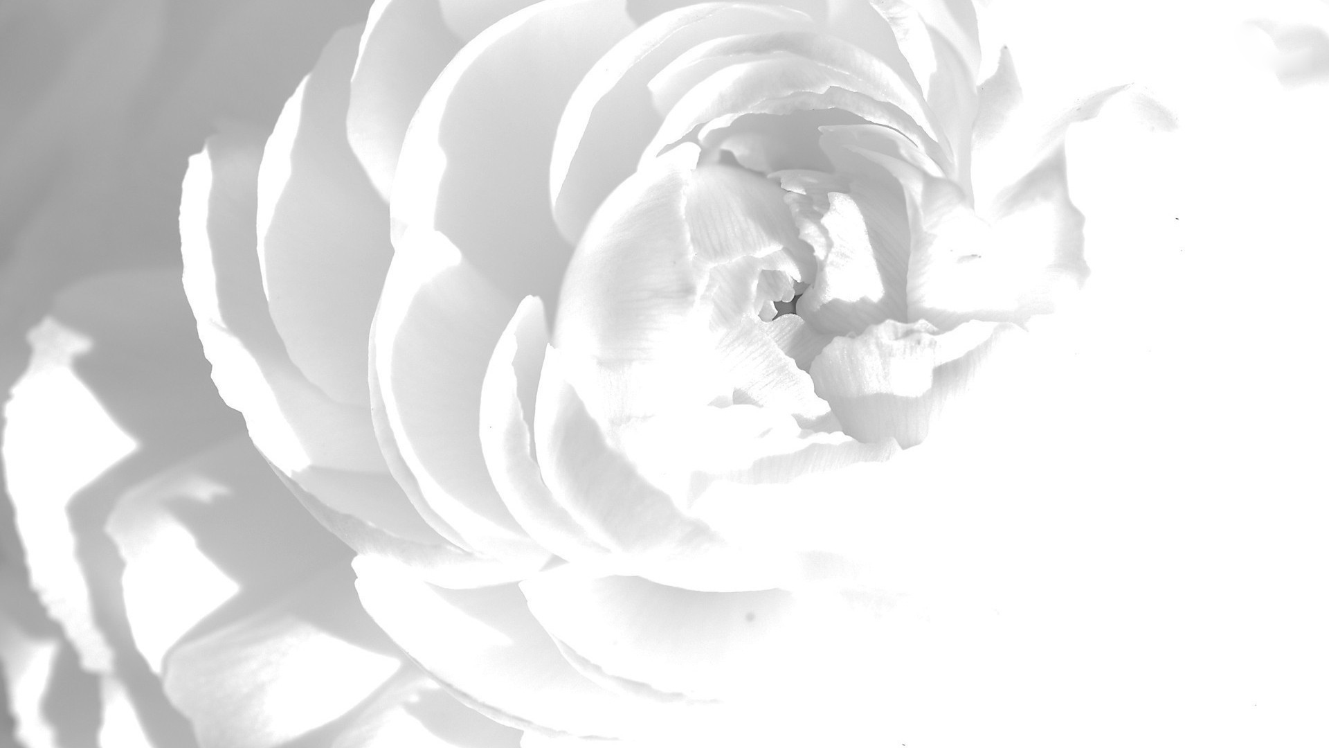 white peony nice desktop background image
