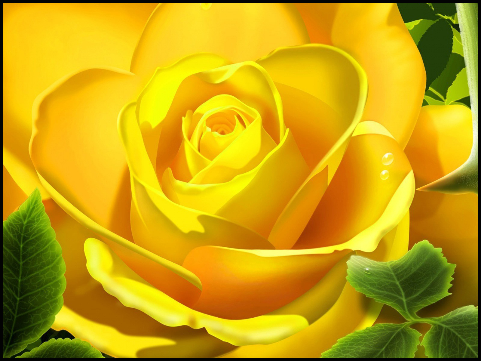 yellow rose image free download