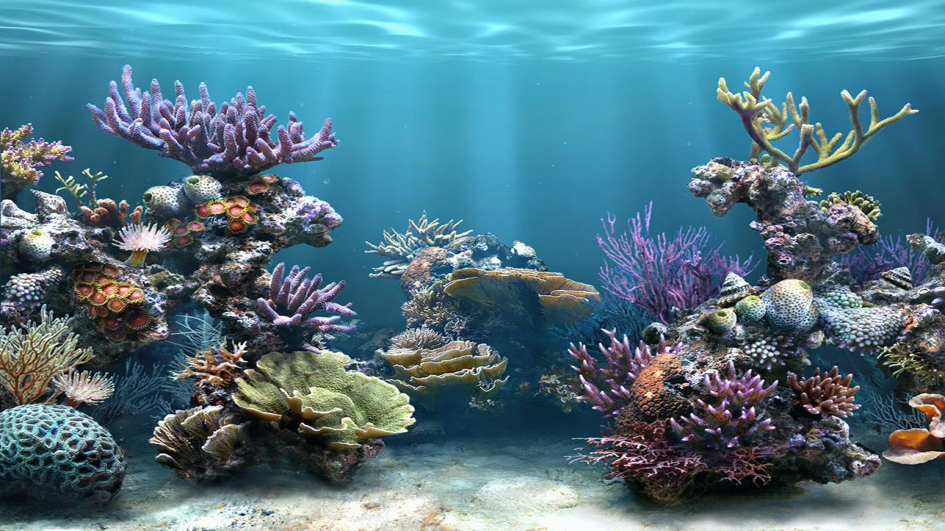 3d hd wallpaper fish tank