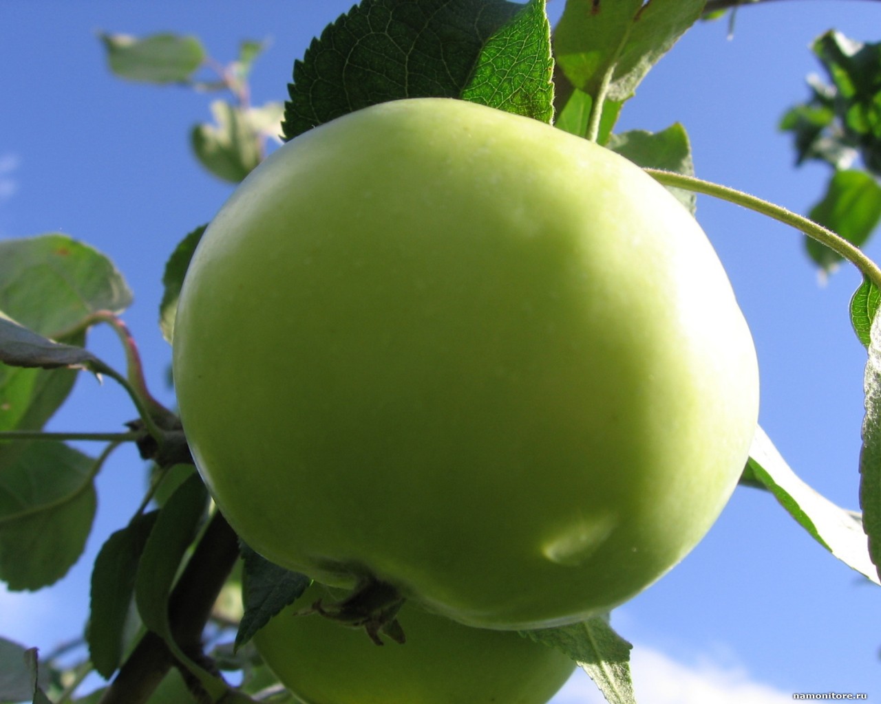 green apple fruitwallpaper 1280x1024