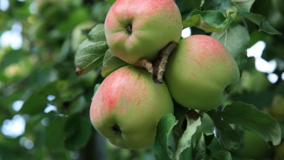 green apple fruitwallpaper download