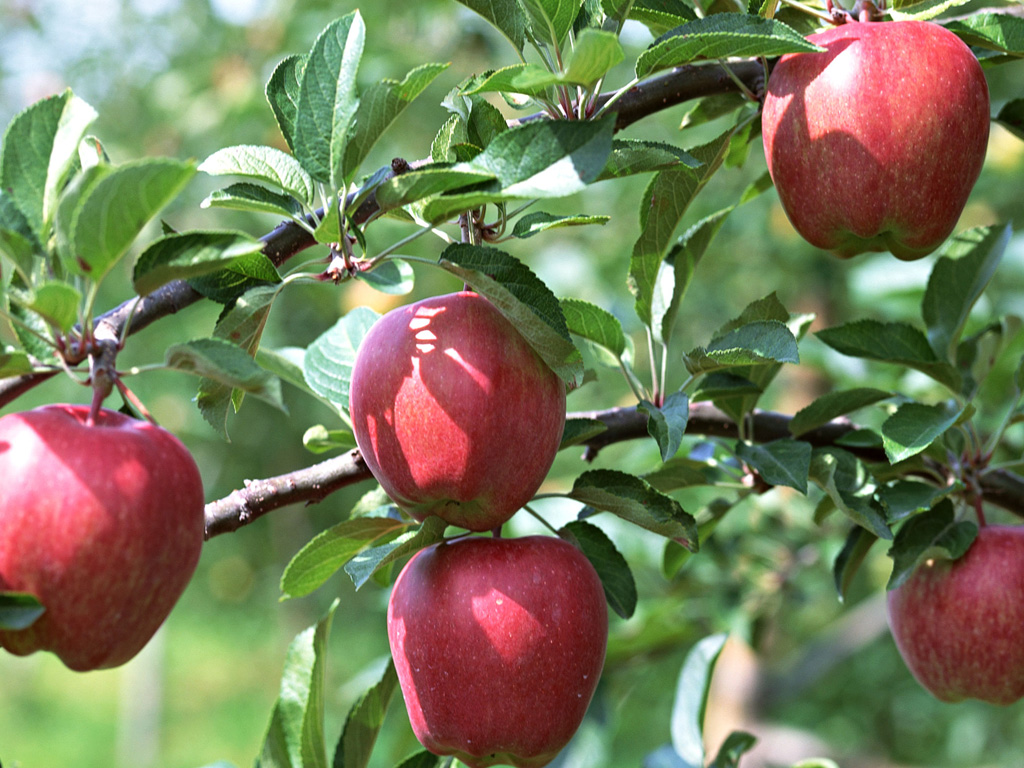 hd green apple fruits tree wallpapers dowload