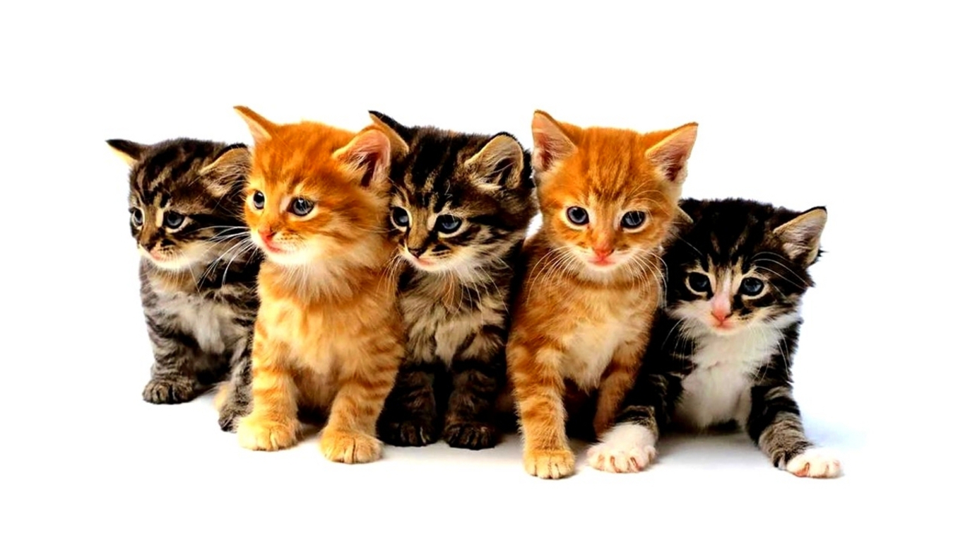 3d cat images dowload