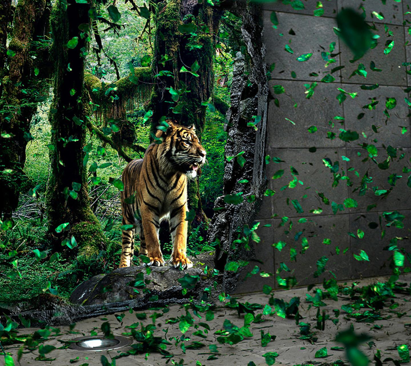 3d tiger pictures dowload