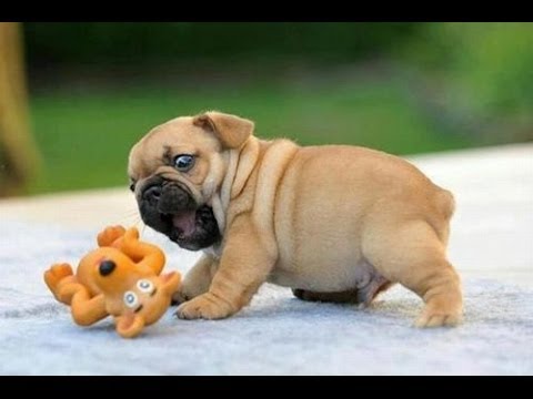 a cute picture of a puppy