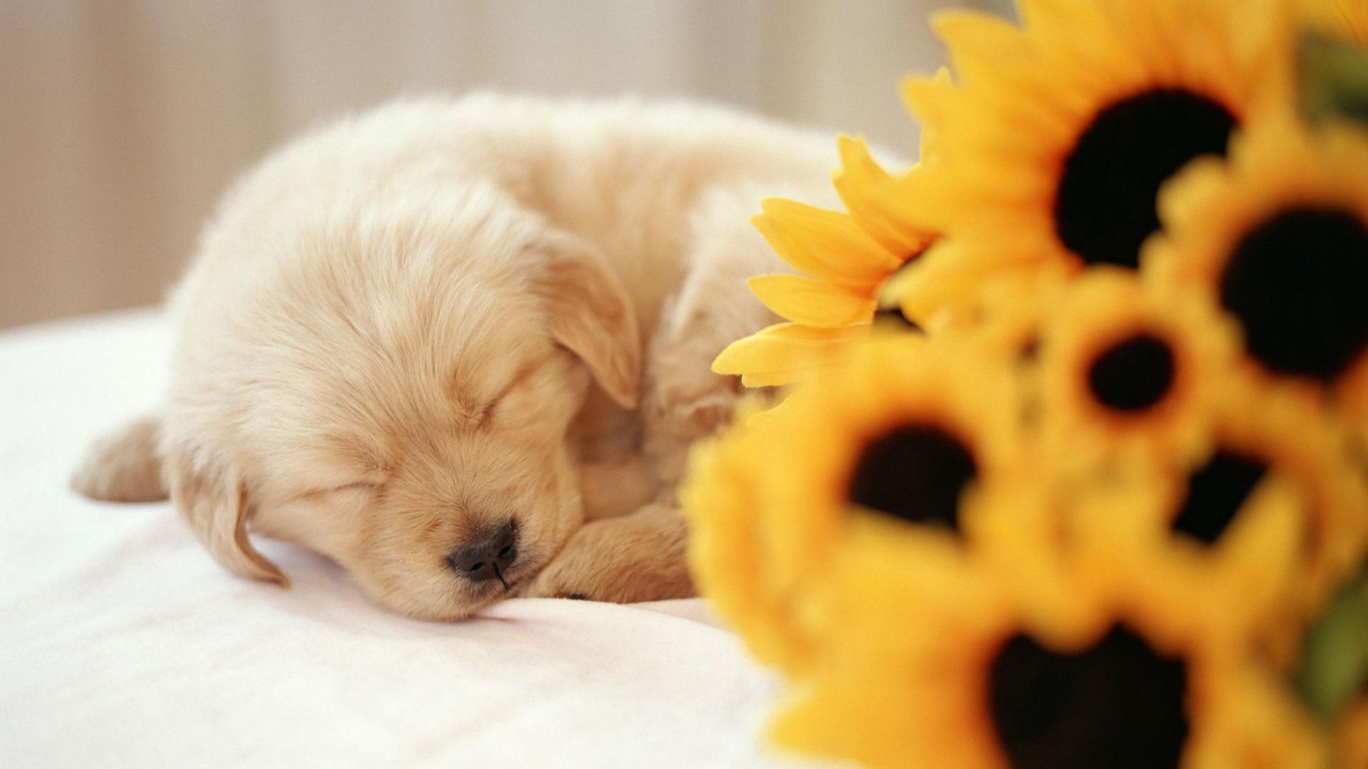 a cute puppy picture wallpaper