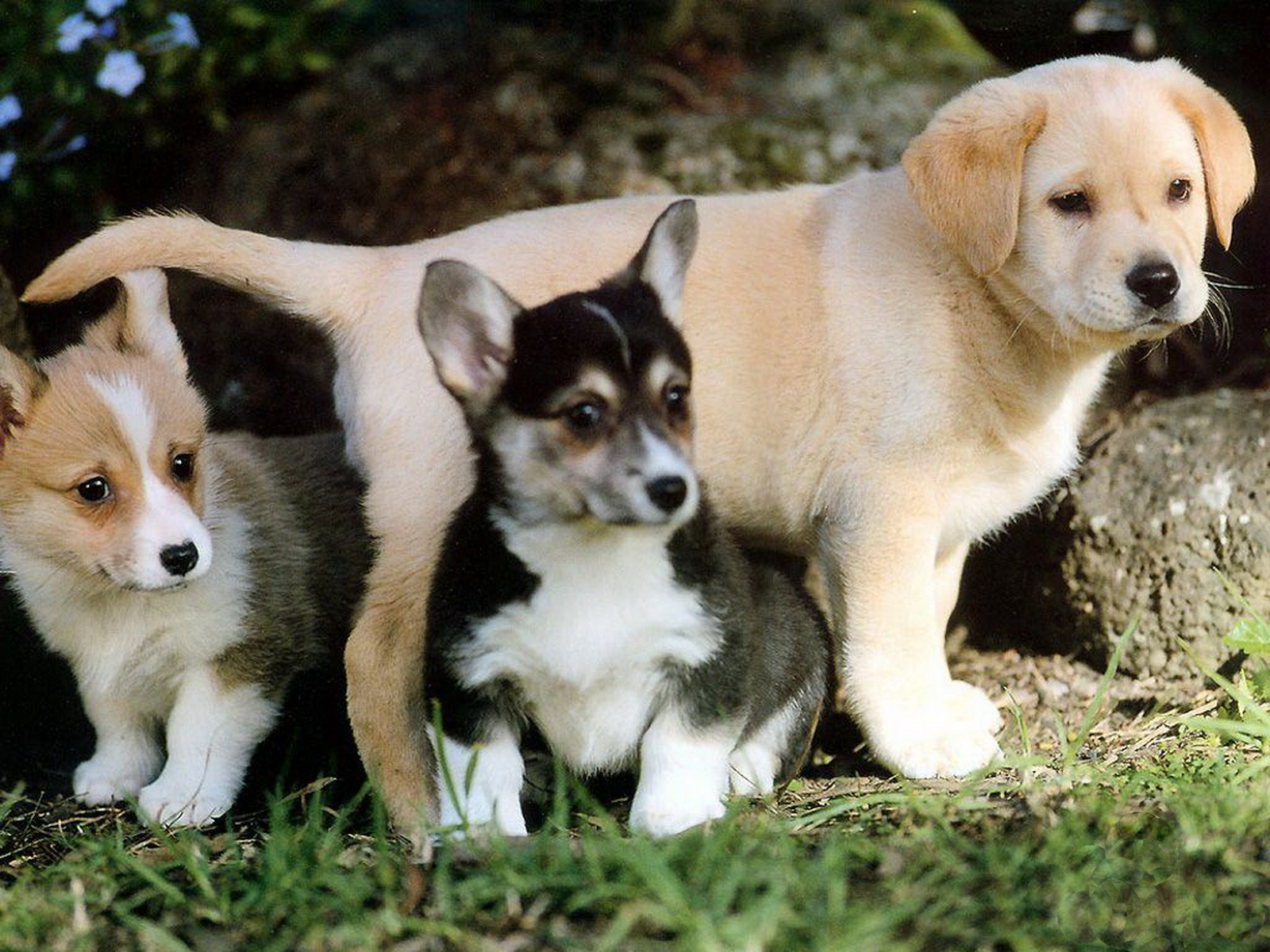a cute puppy wallpaper