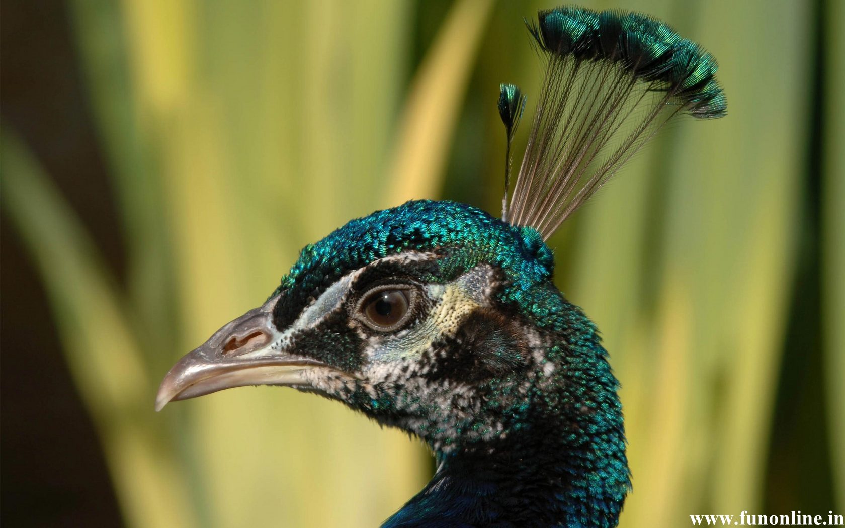 a images of a peacock wallpaper