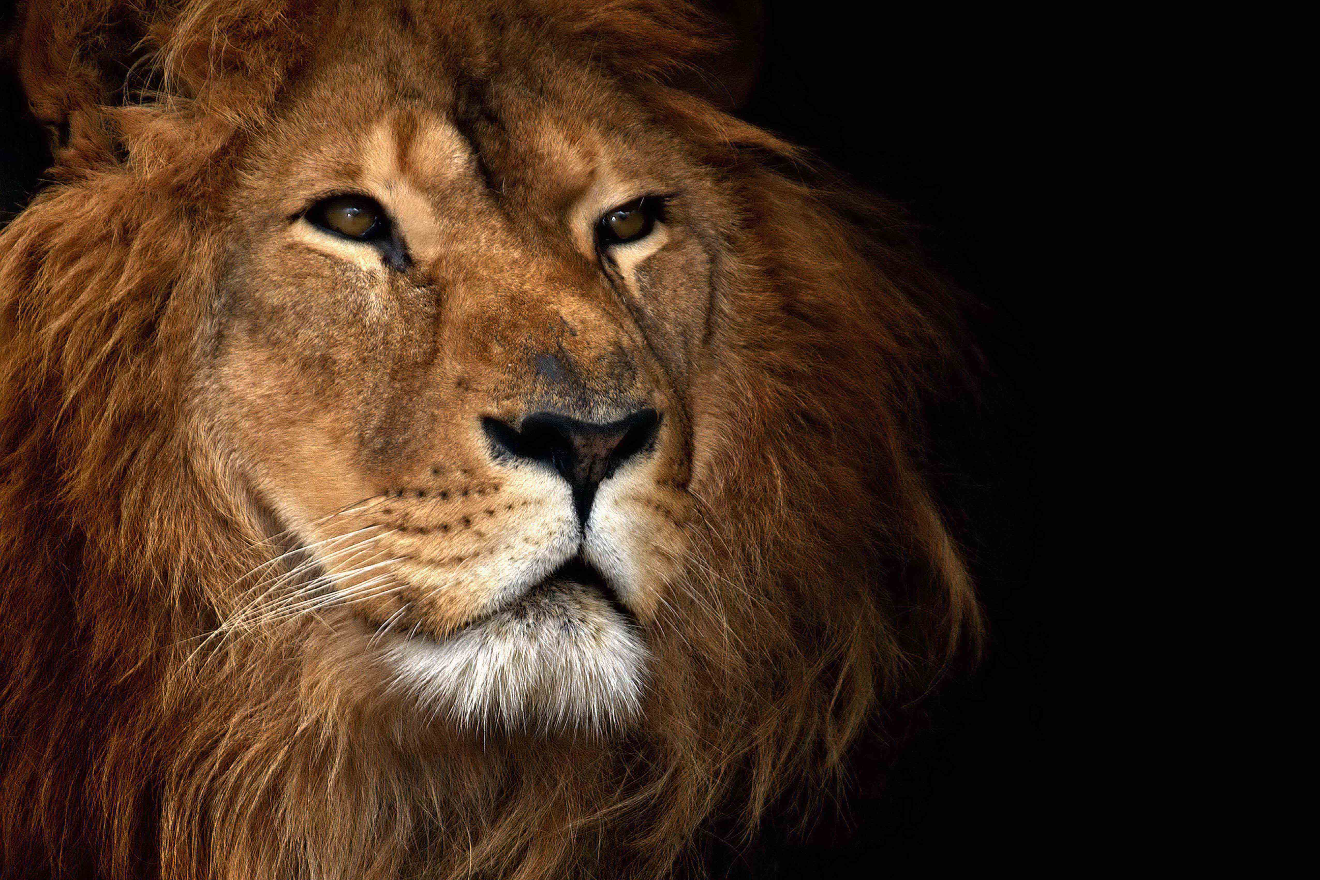 A lion image