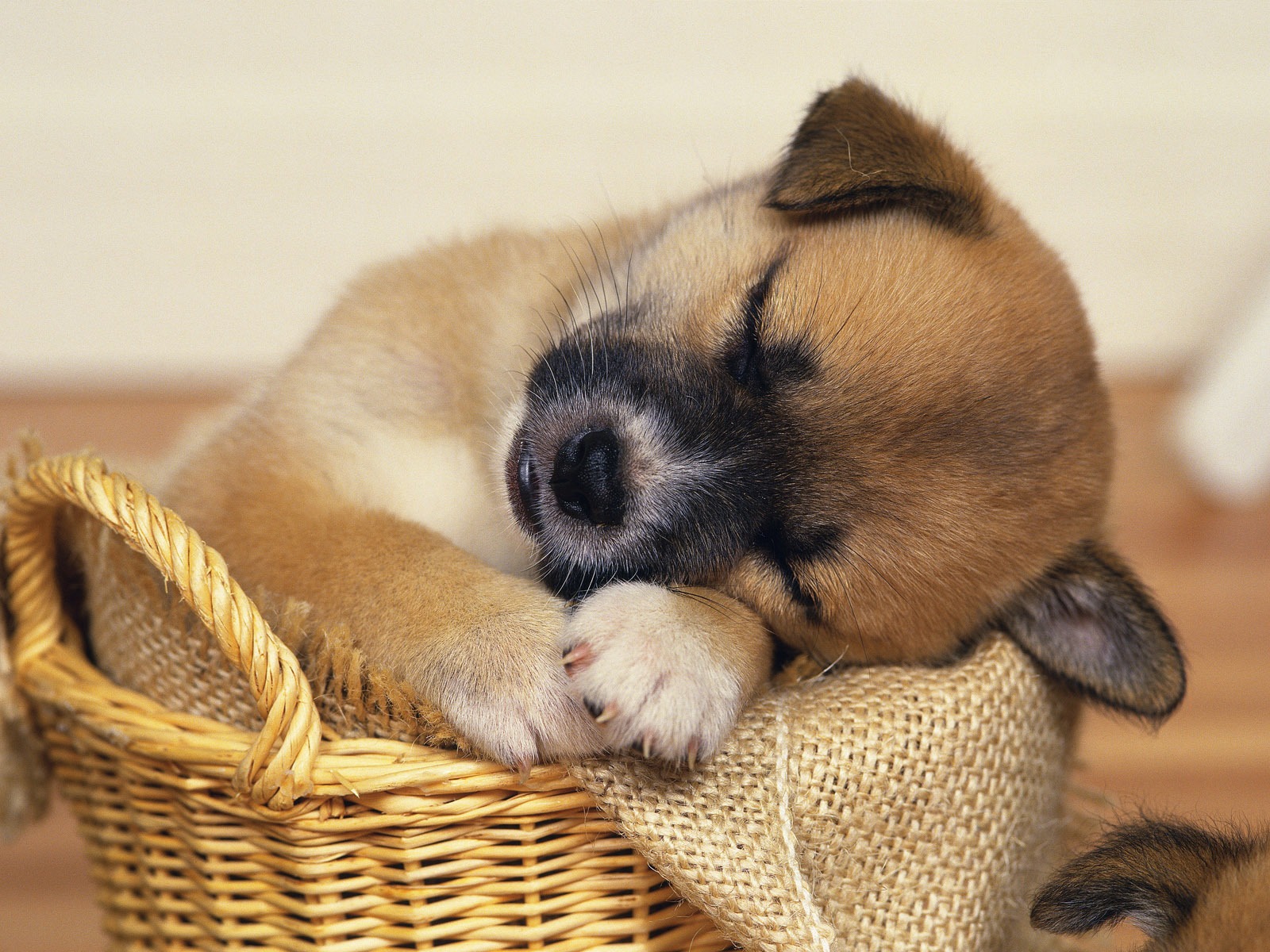 a picture of a cute puppy wallpaper
