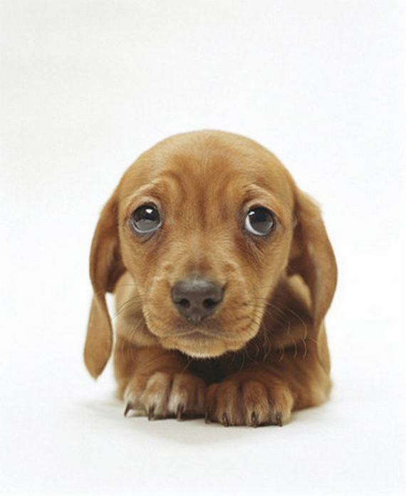 a picture of a cute puppy