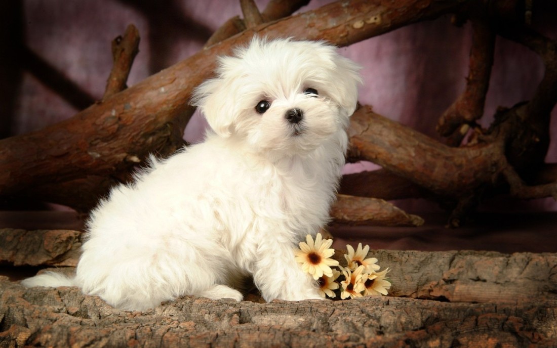 a picture of cute puppies