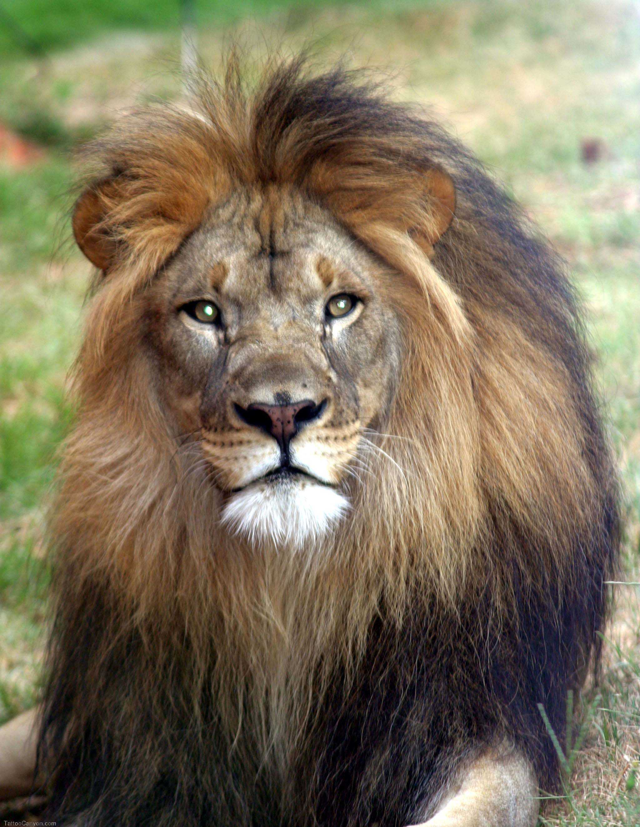 african lion pictures free