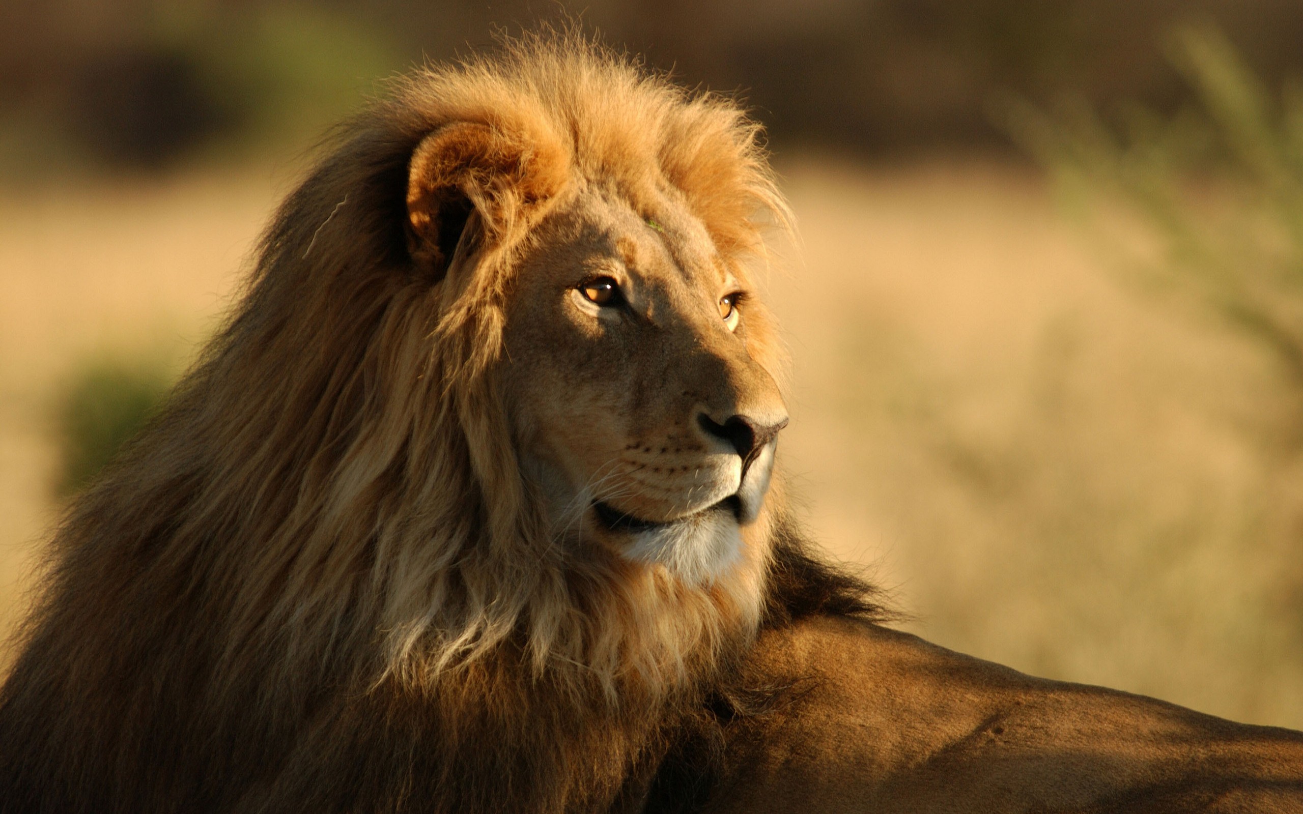 african lions photos wallpaper
