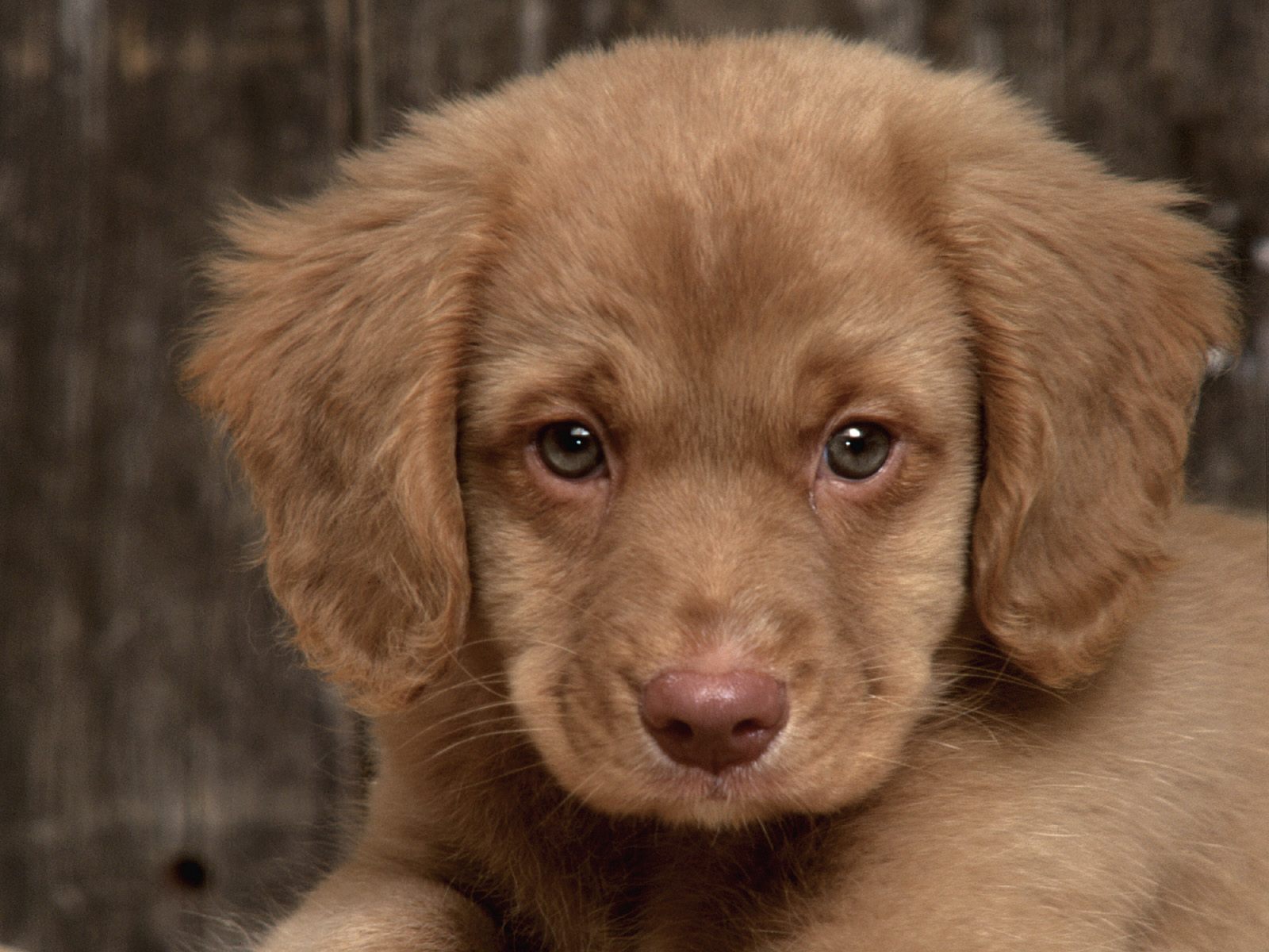 all cute puppy pictures wallpaper