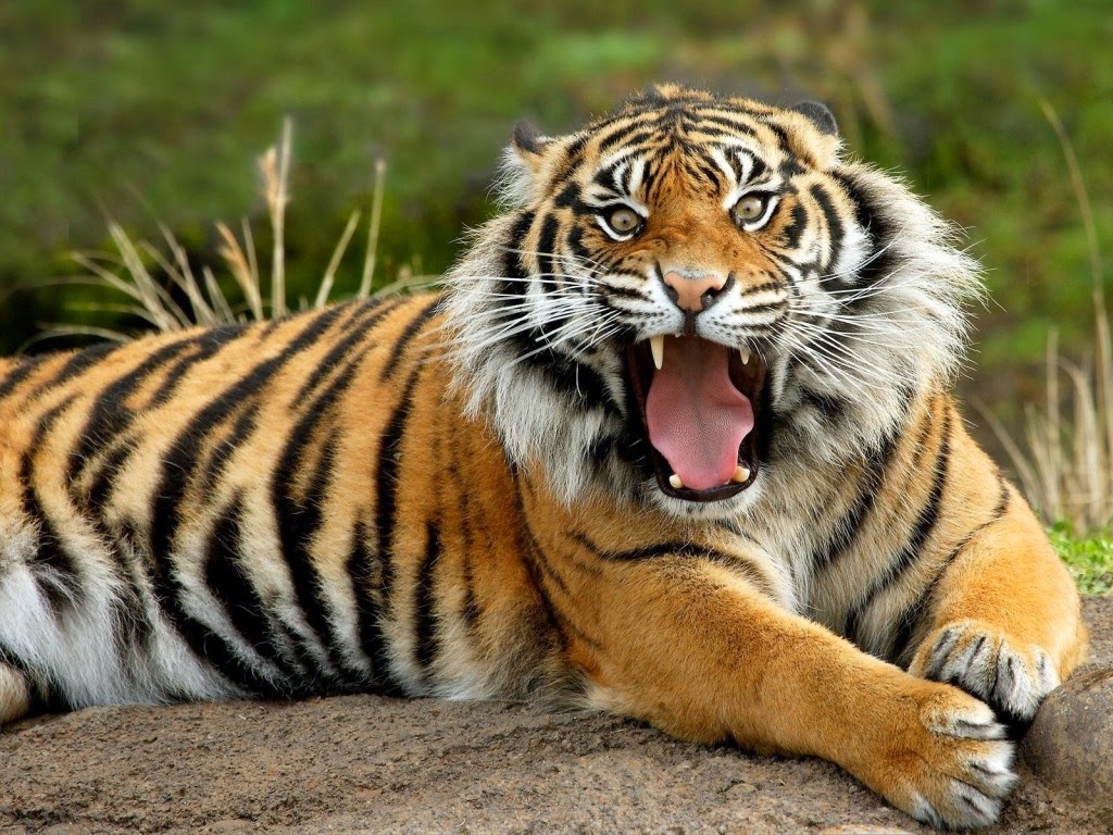 all tiger pictures dowload