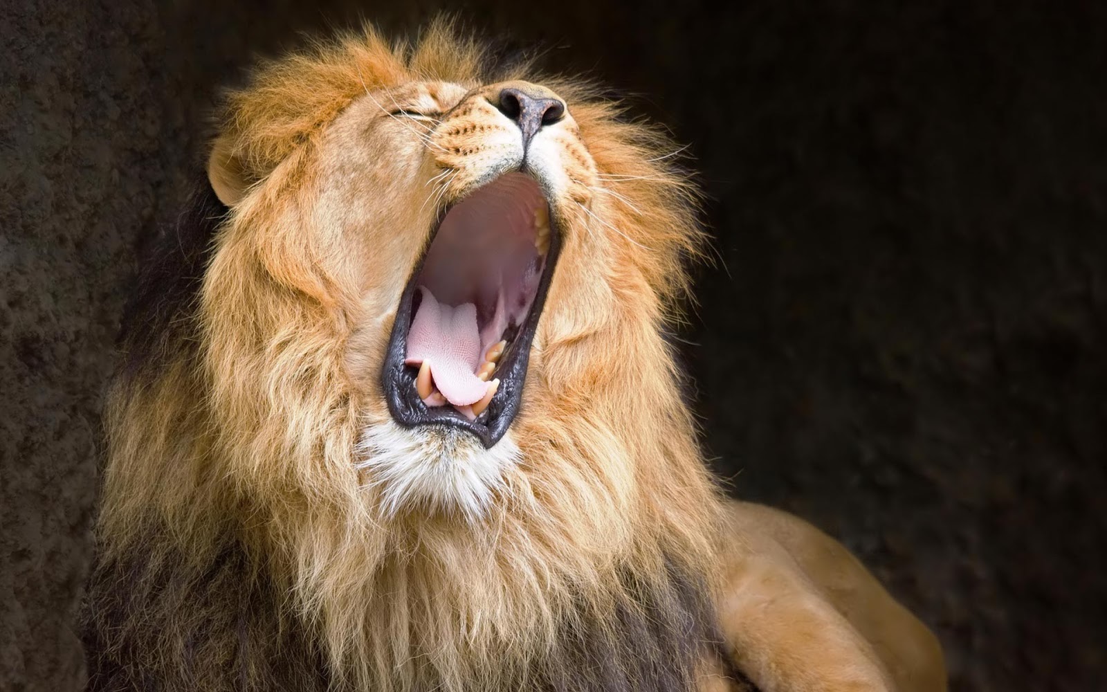 angry lion photo