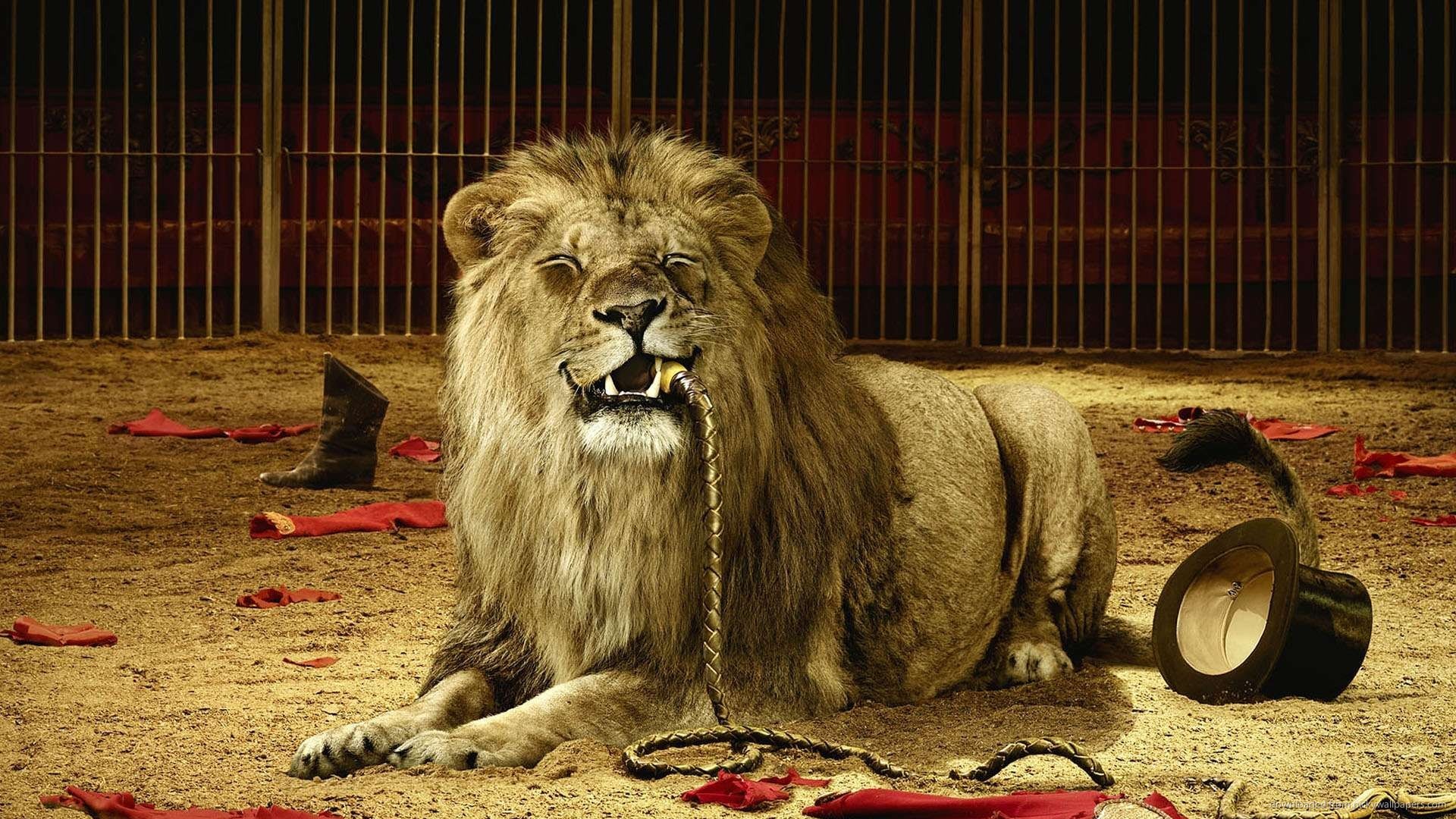 angry lion picture wallpaper