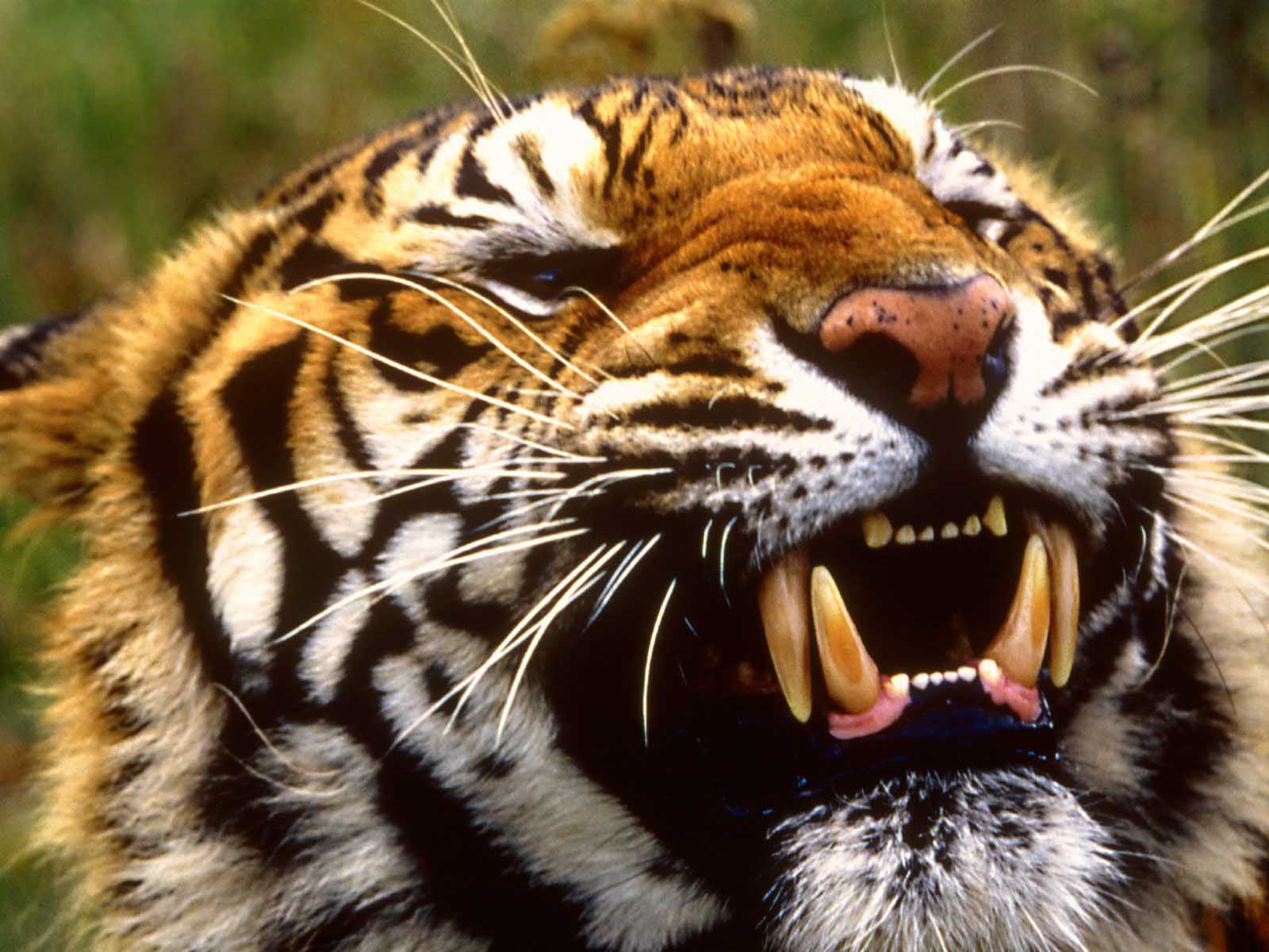 angry tigers images dowload