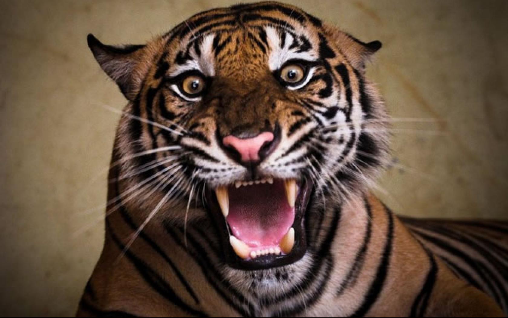 angry tigers images wallpaper