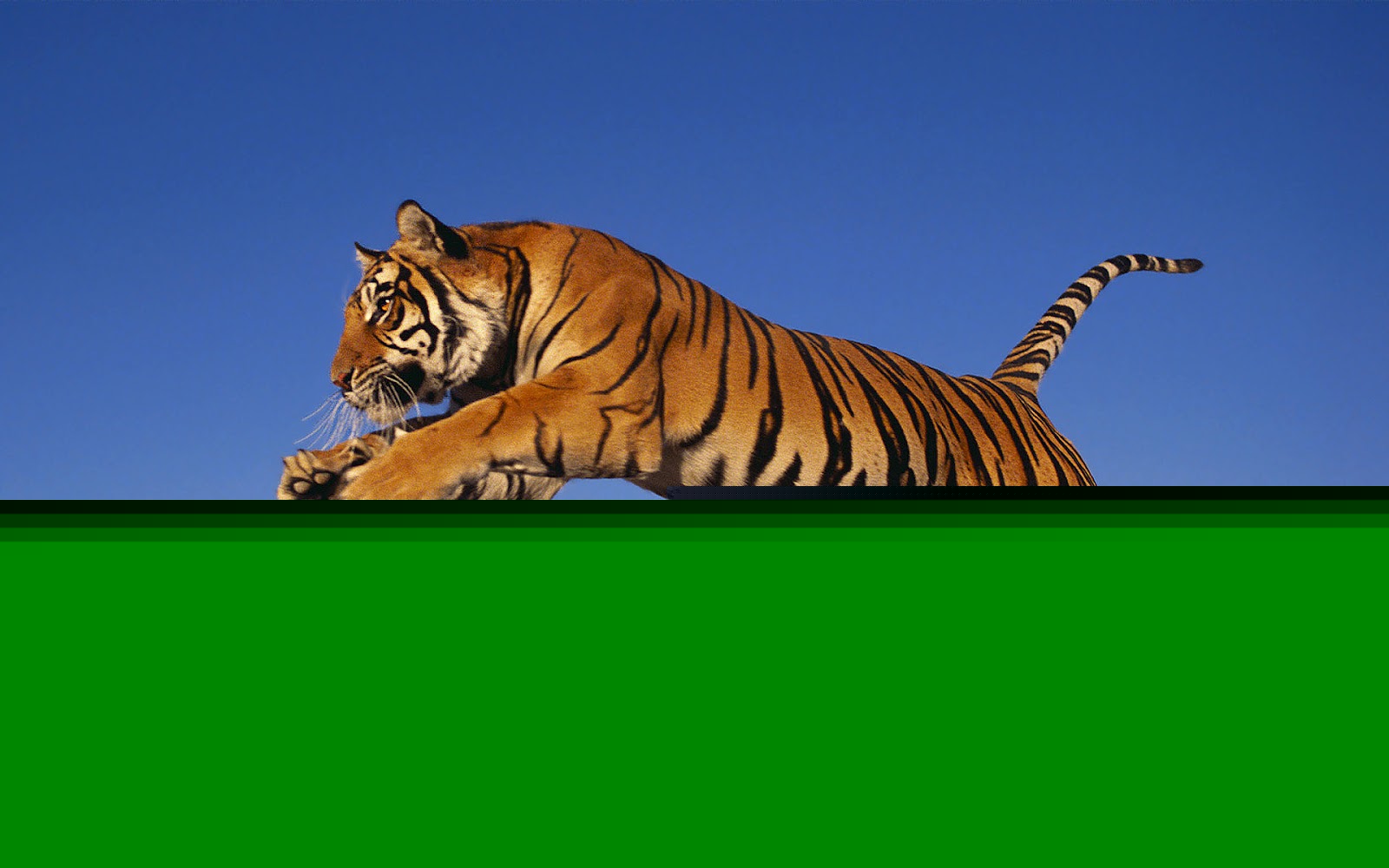 animal tiger wallpaper