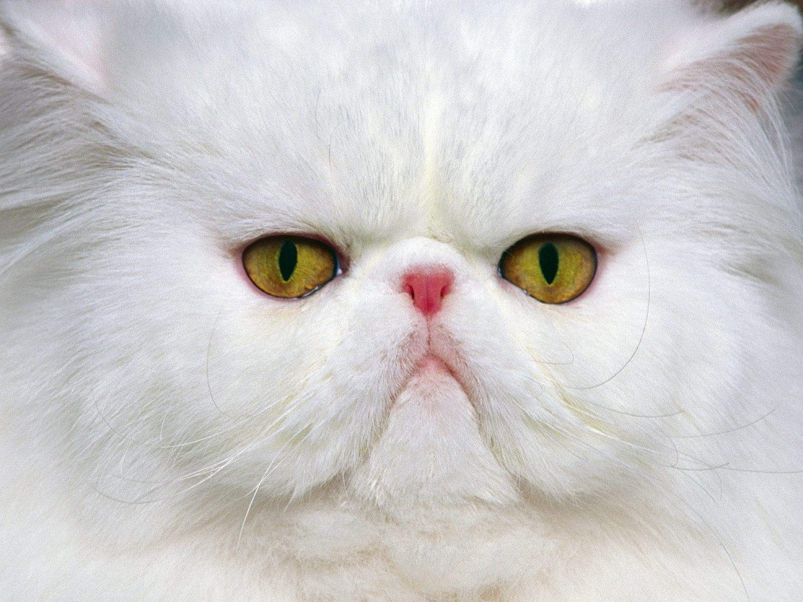 animated cat images free dowload