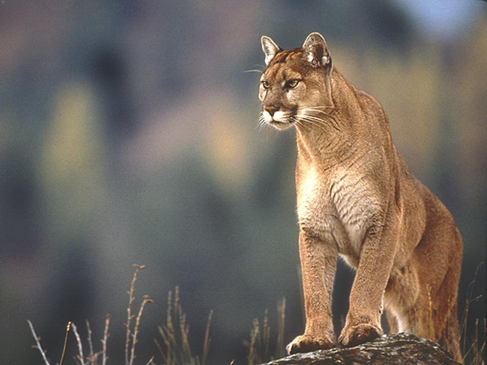 apple mountain lion background wallpaper