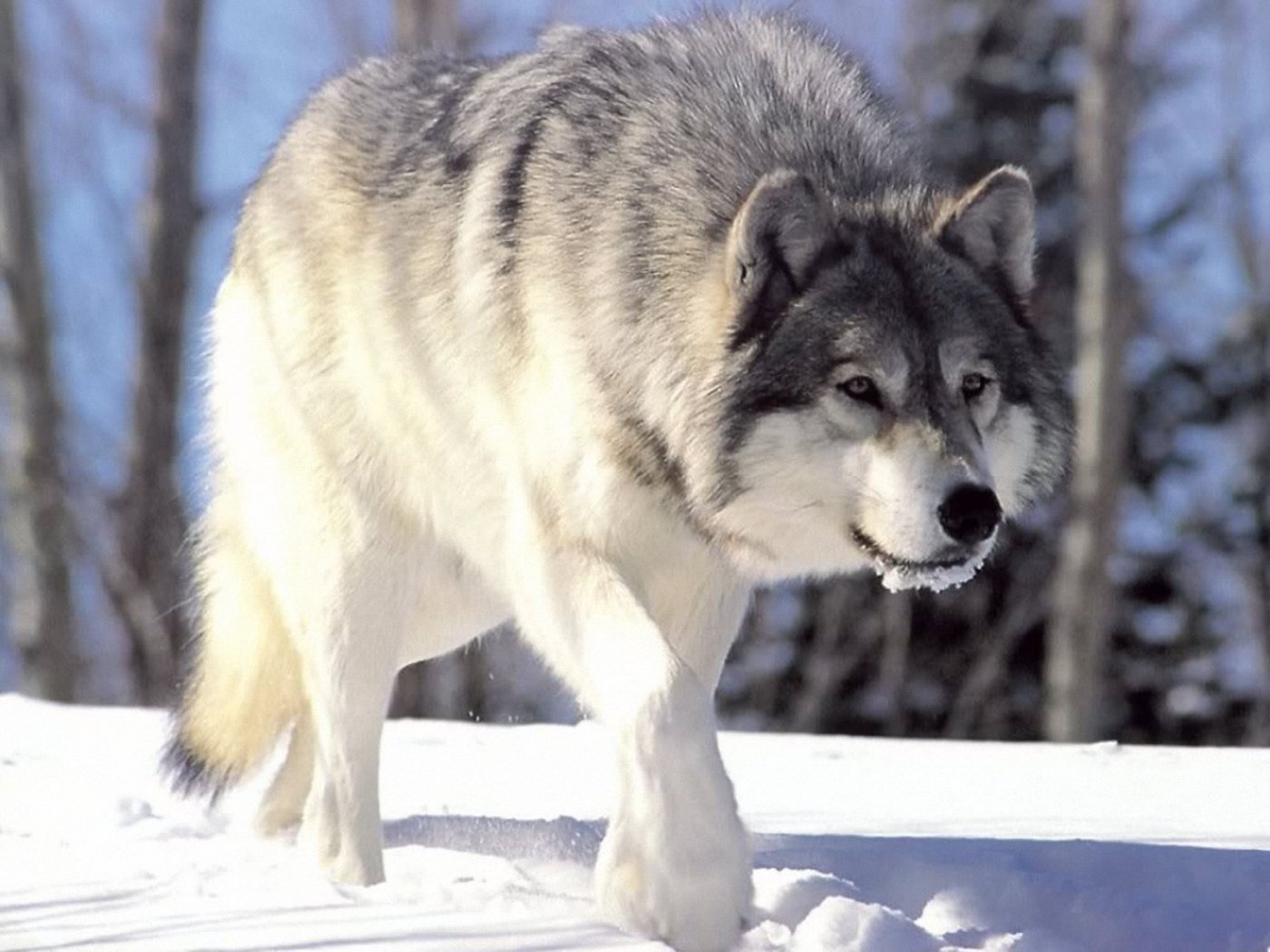 baby arctic wolf images wallpaper