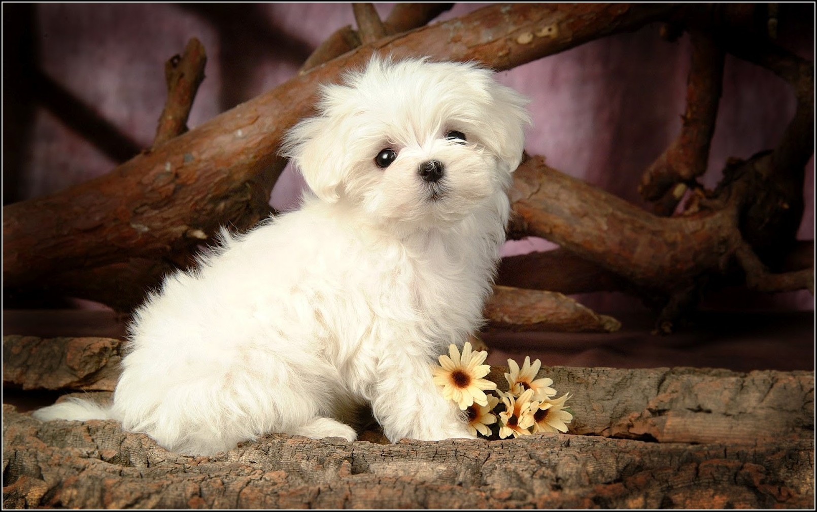 baby dogs images cute dowload