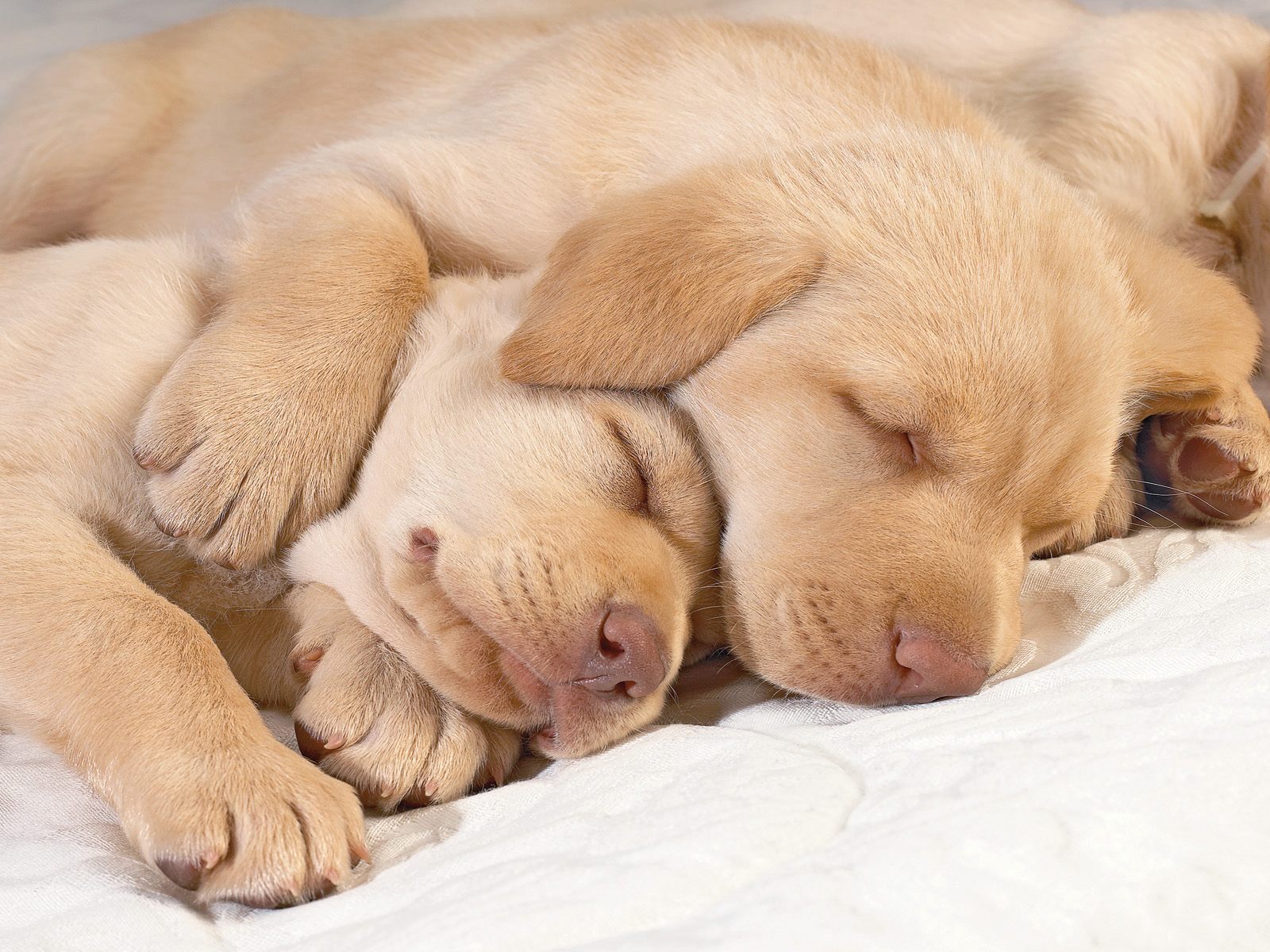 baby puppy photos wallpaper