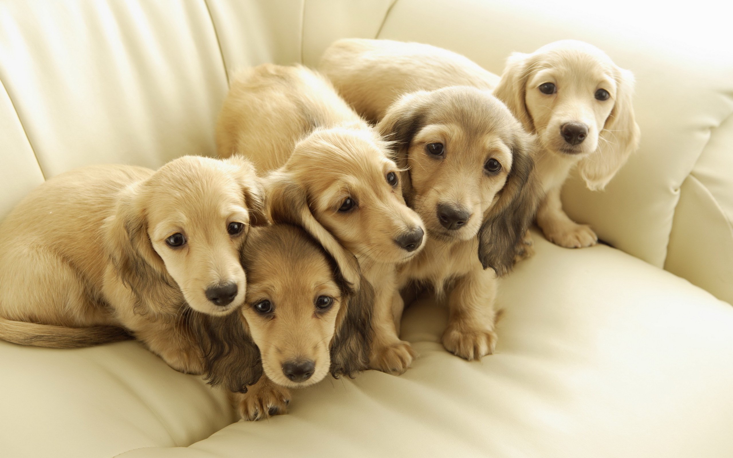 baby puppy picture wallpaper